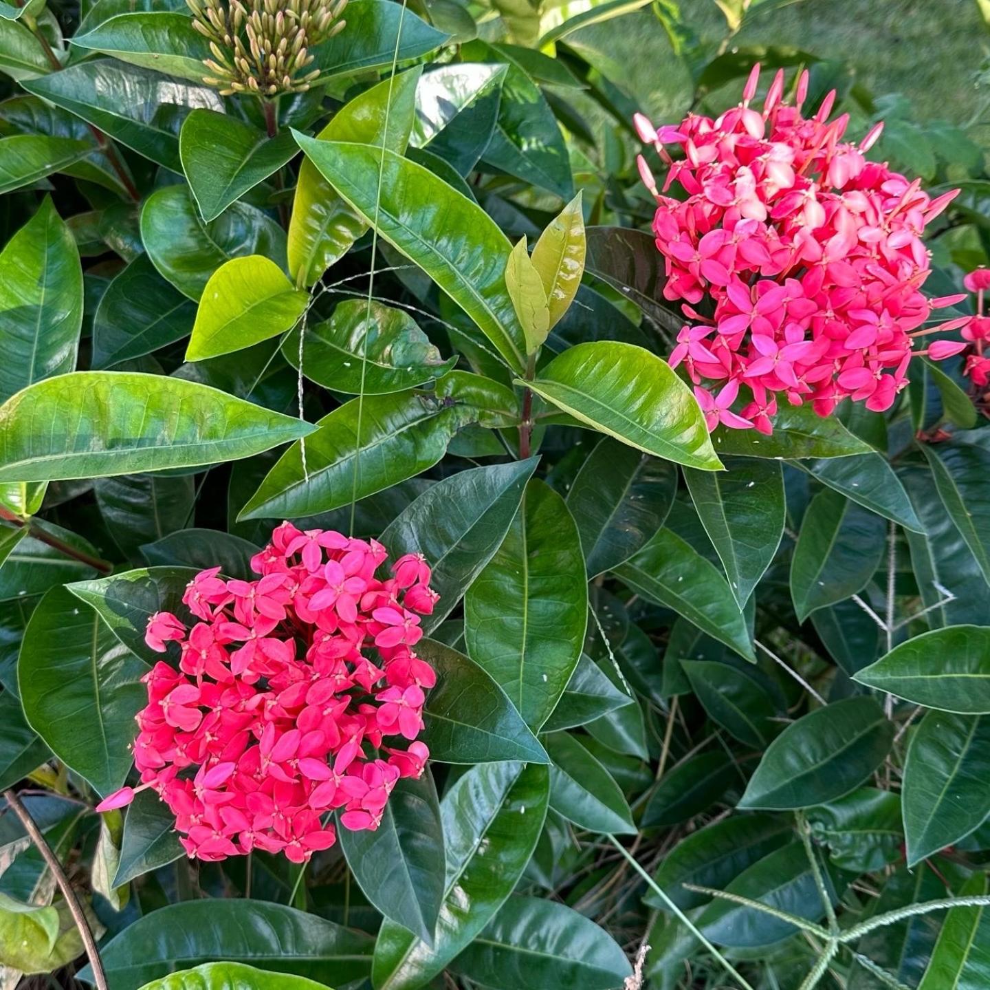 Casa em Porto - Casa Beija Flor
