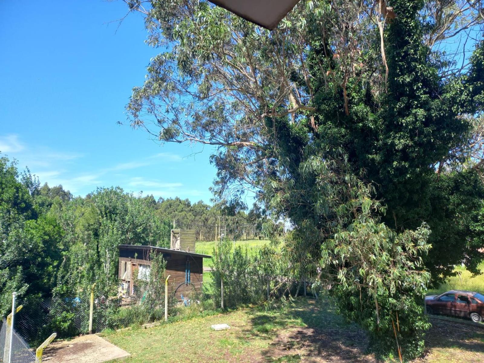 Raiz de Mar
