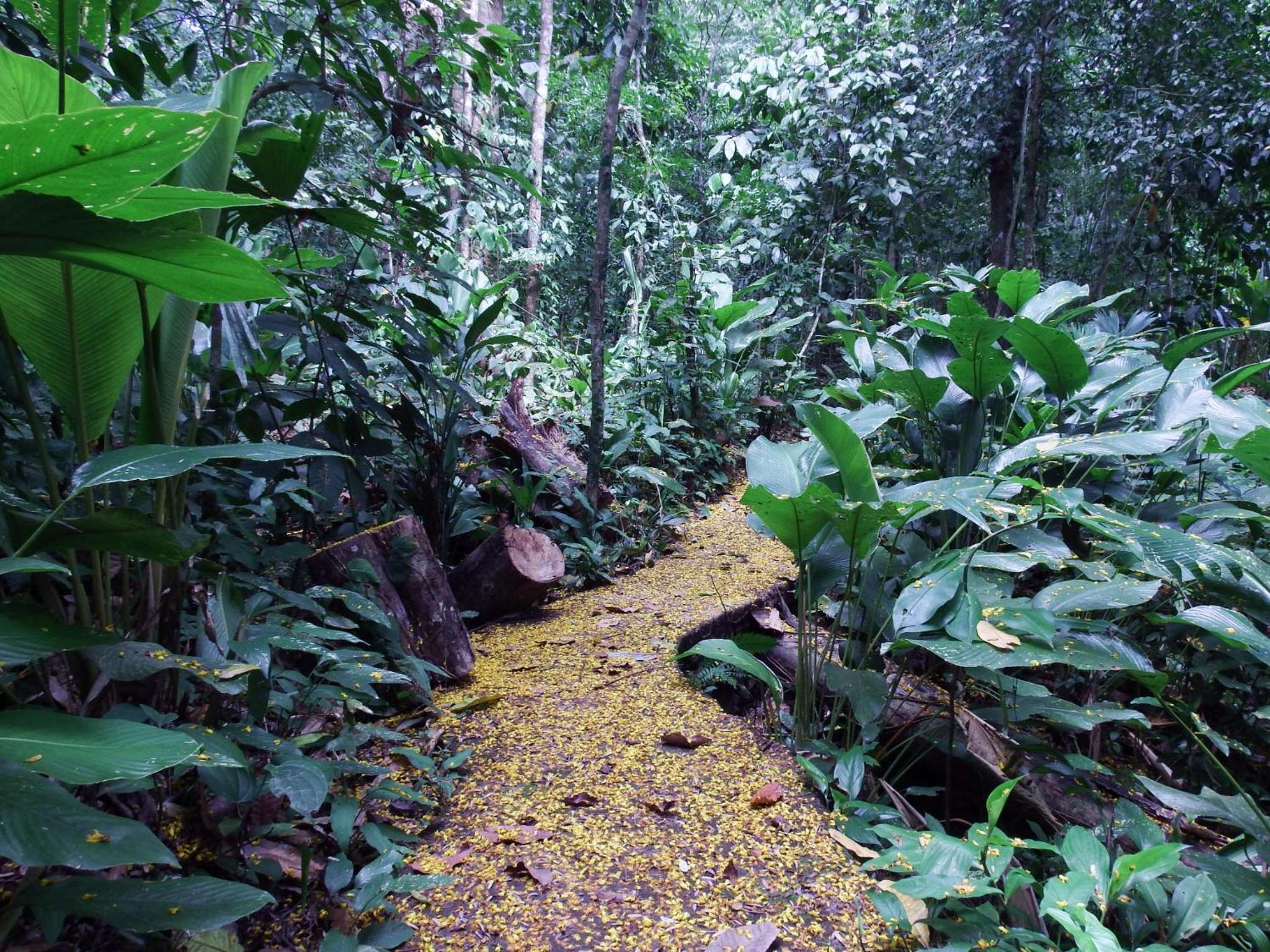 Selva Color - Forest & Beach EcoLodge
