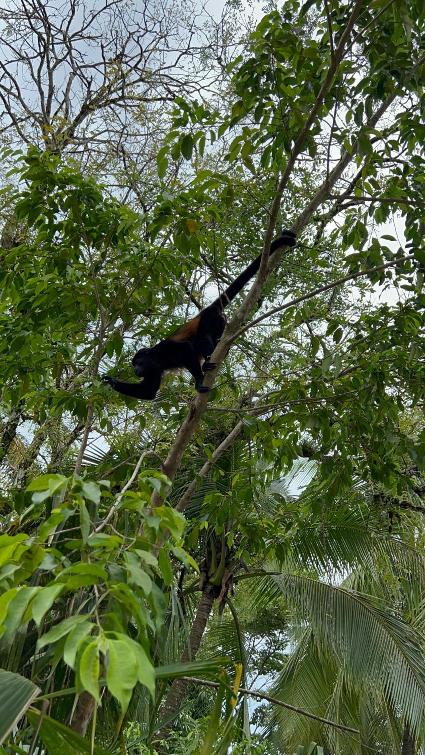Casa Familiar Mono Congo