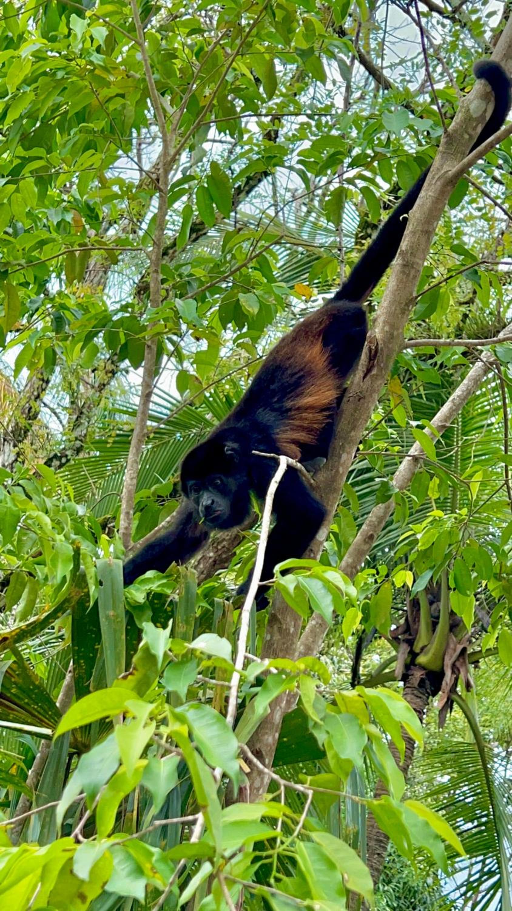 Casa Familiar Mono Congo