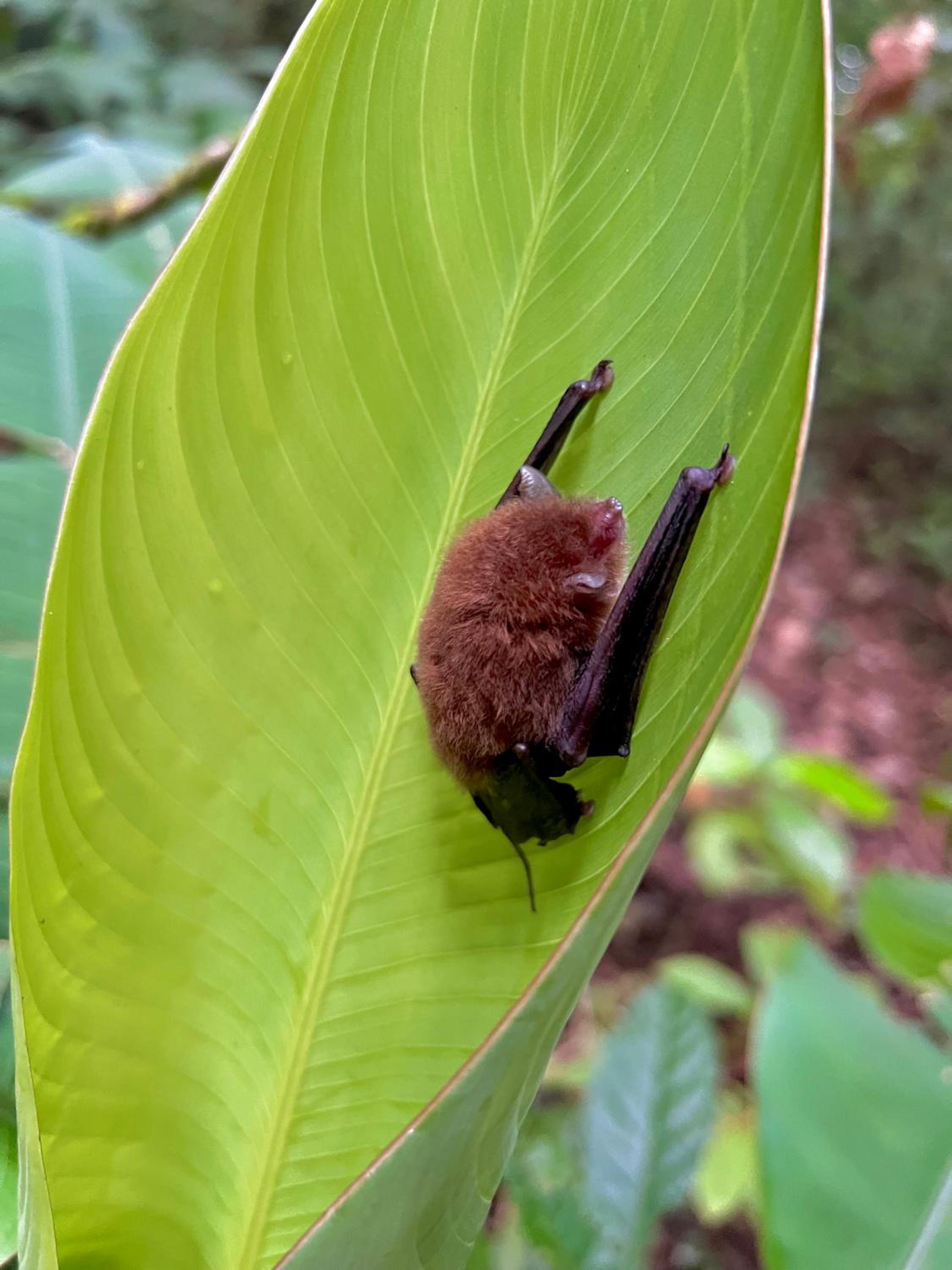 Casa Familiar Mono Congo