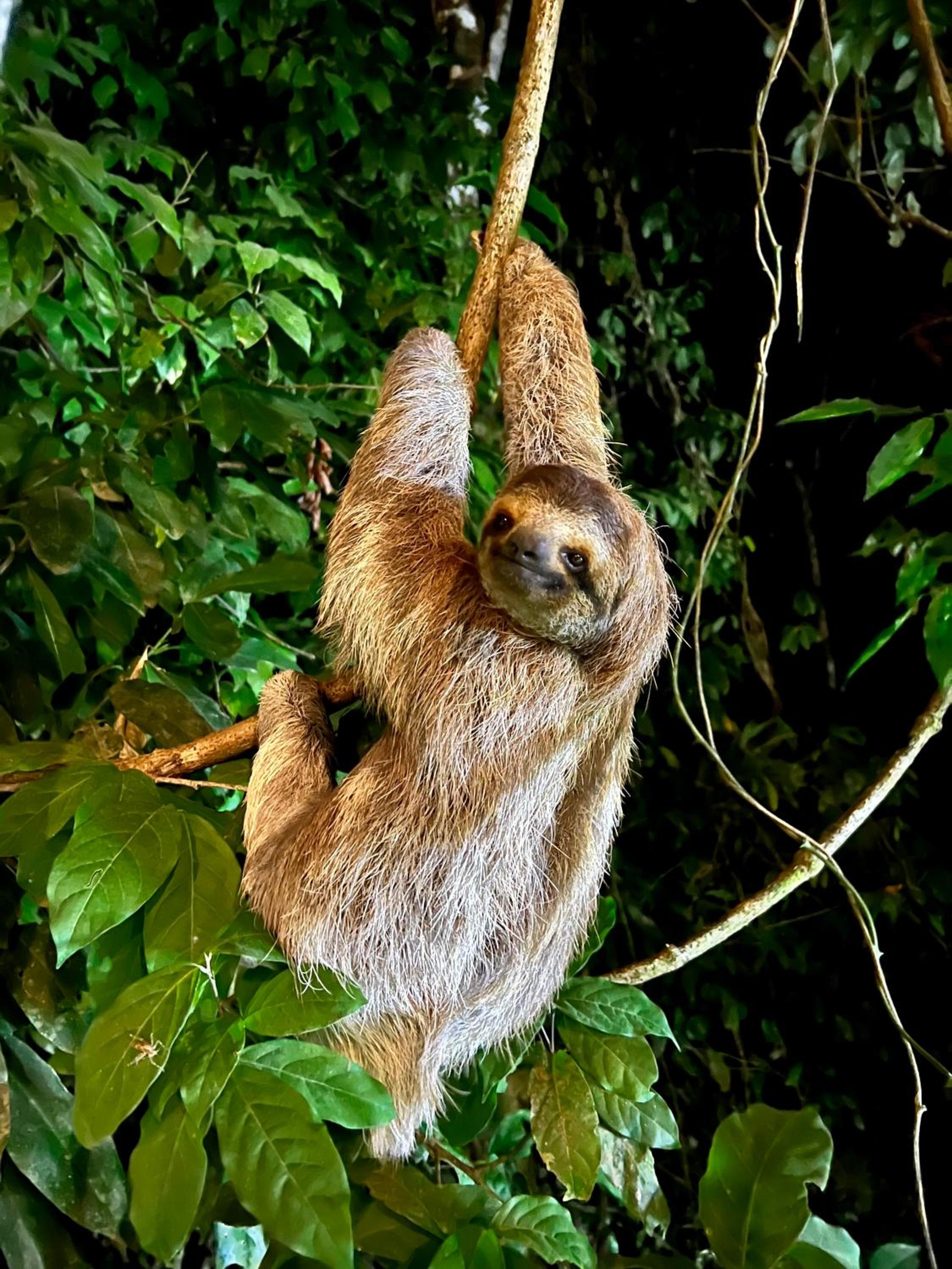 Casa Familiar Mono Congo