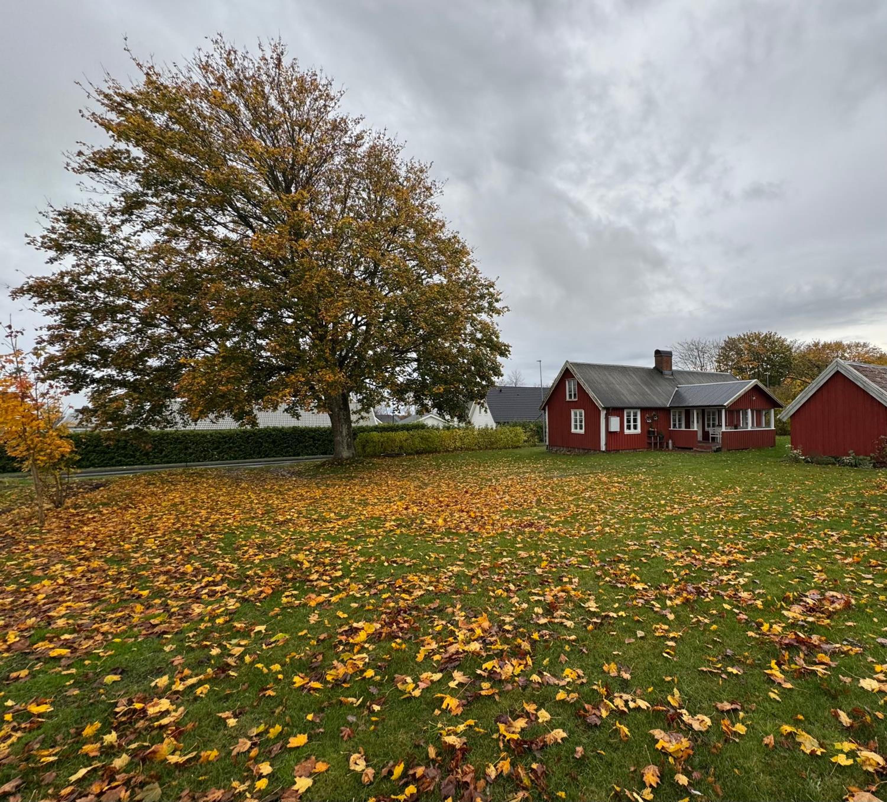 Stora lönn