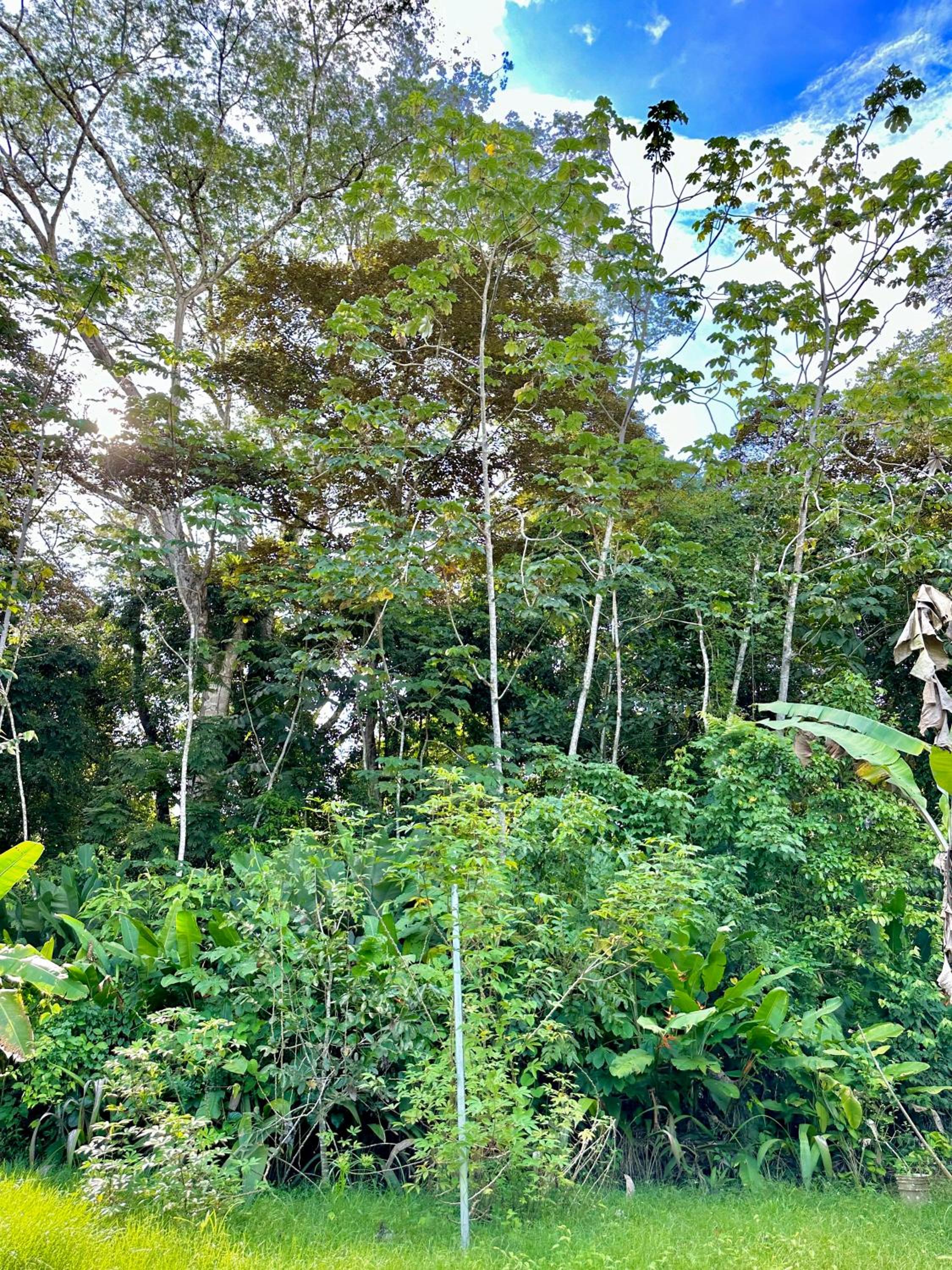 Casa Familiar Mono Congo