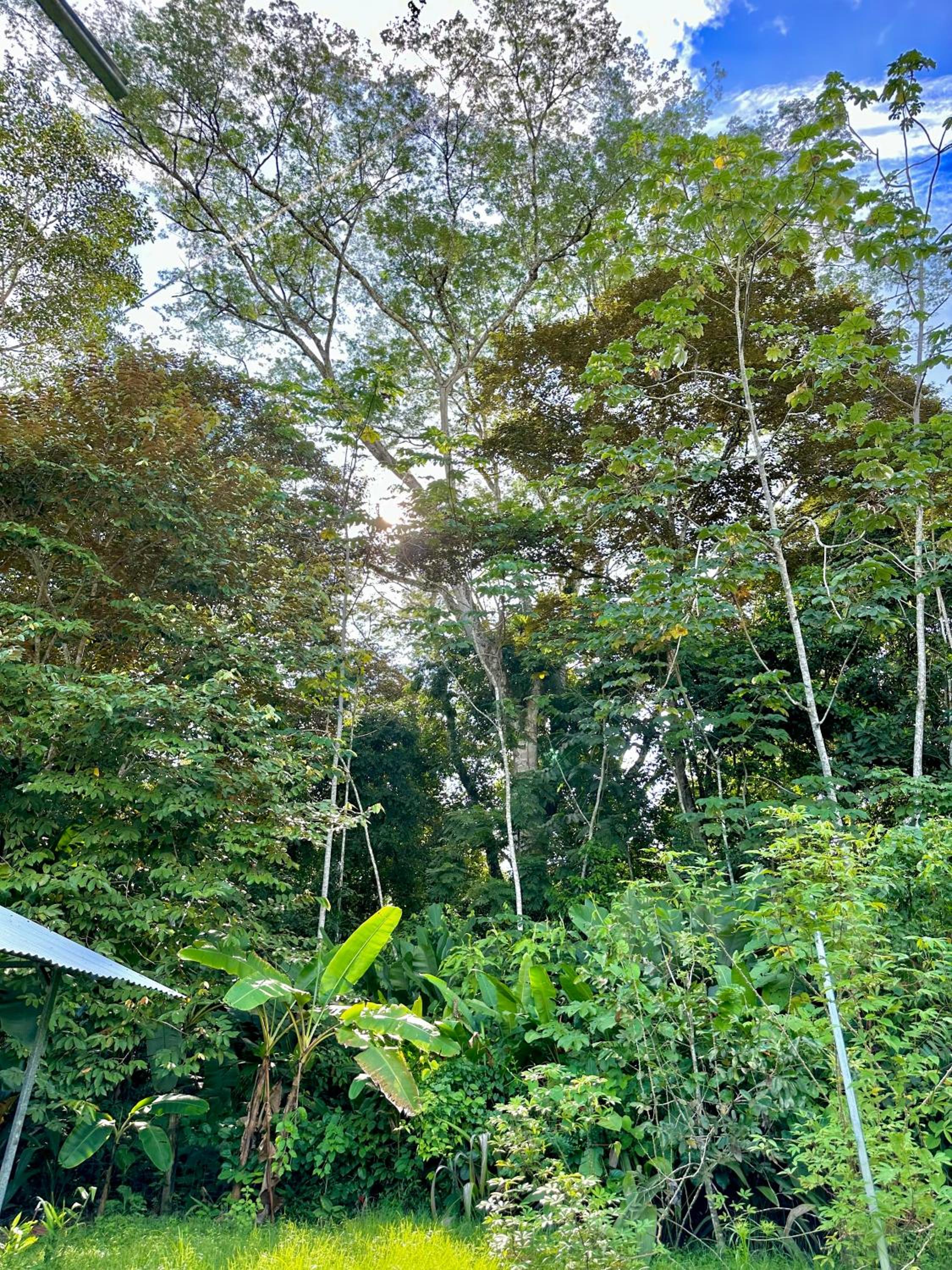 Casa Familiar Mono Congo