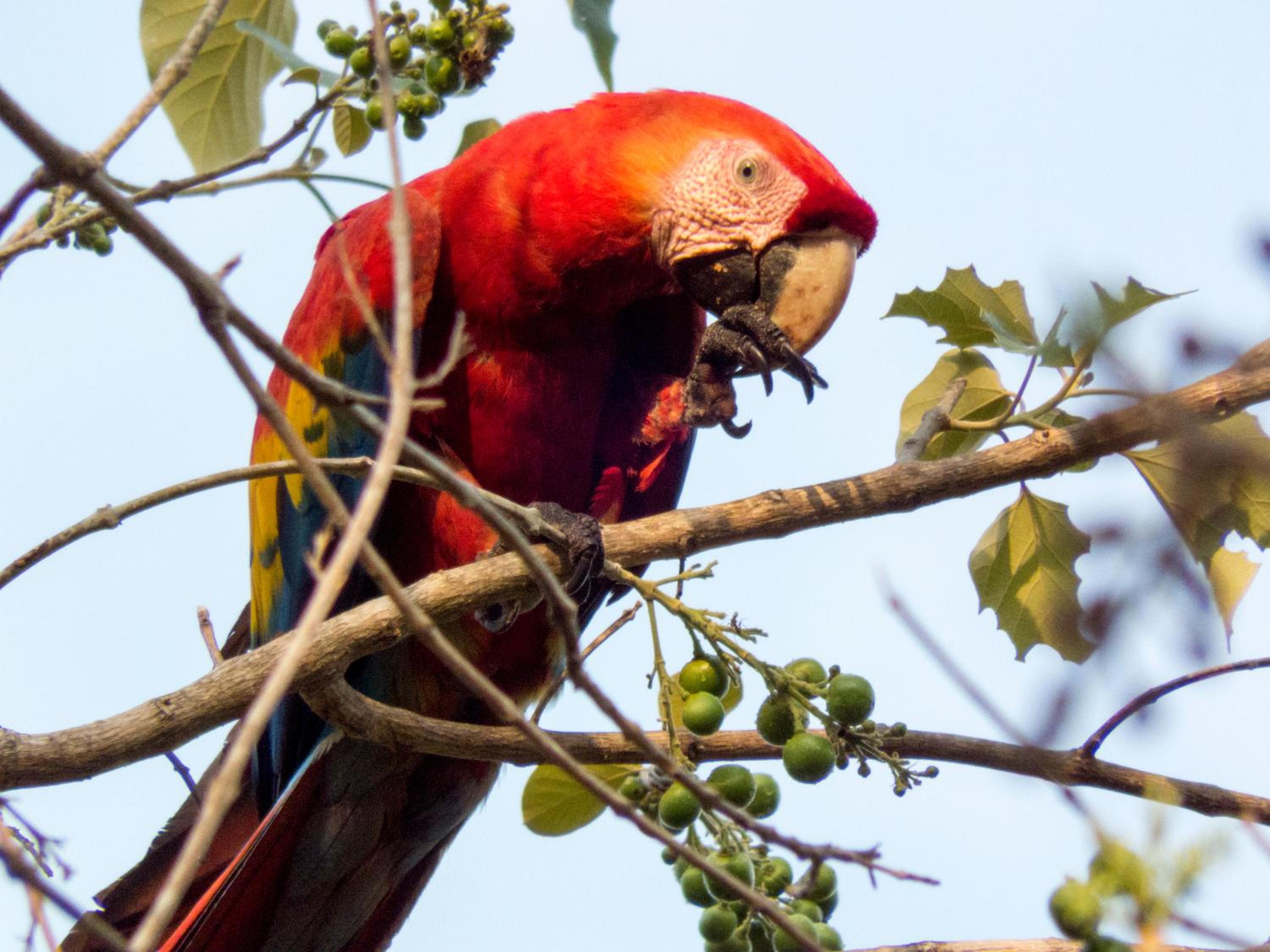 Selva Color - Forest & Beach EcoLodge