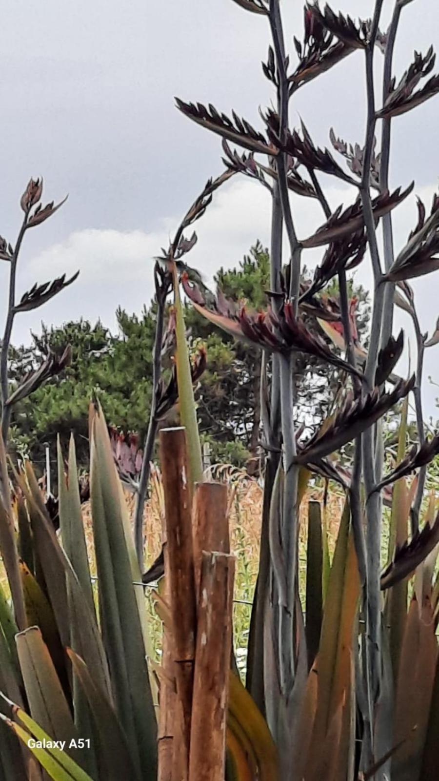 LA LECHUZA de San Edu