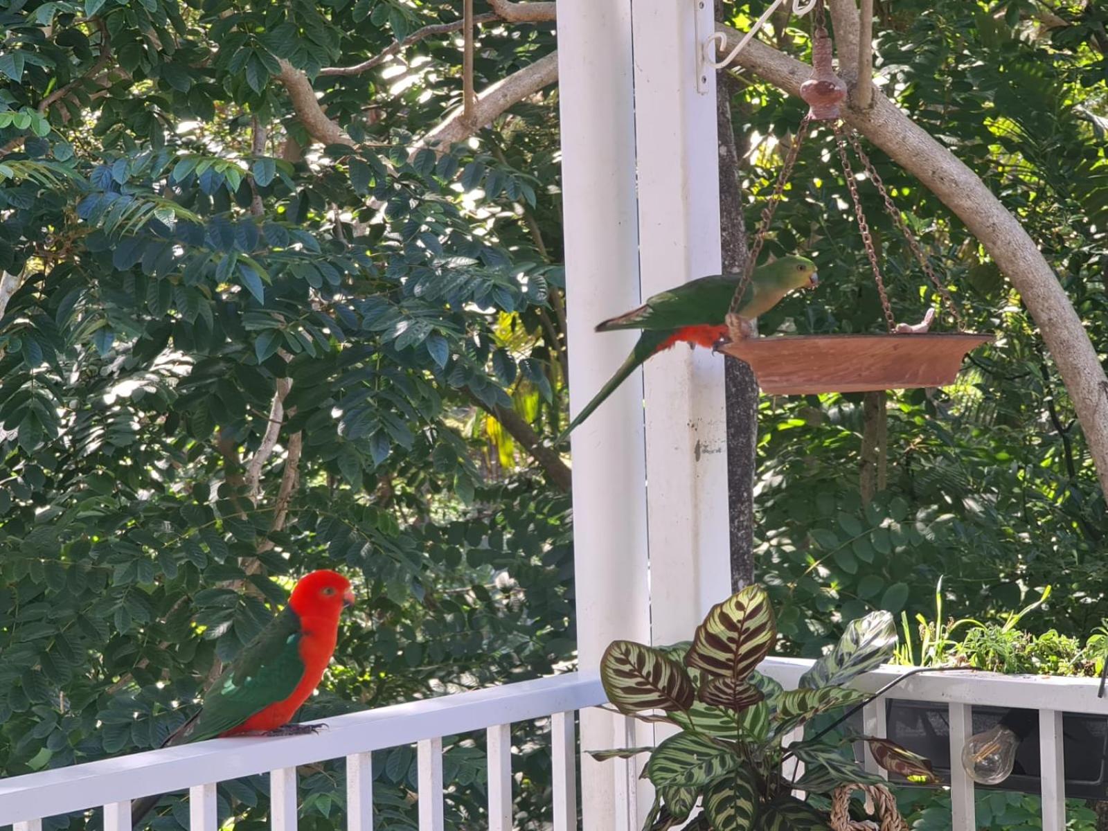 Buderim Treetops