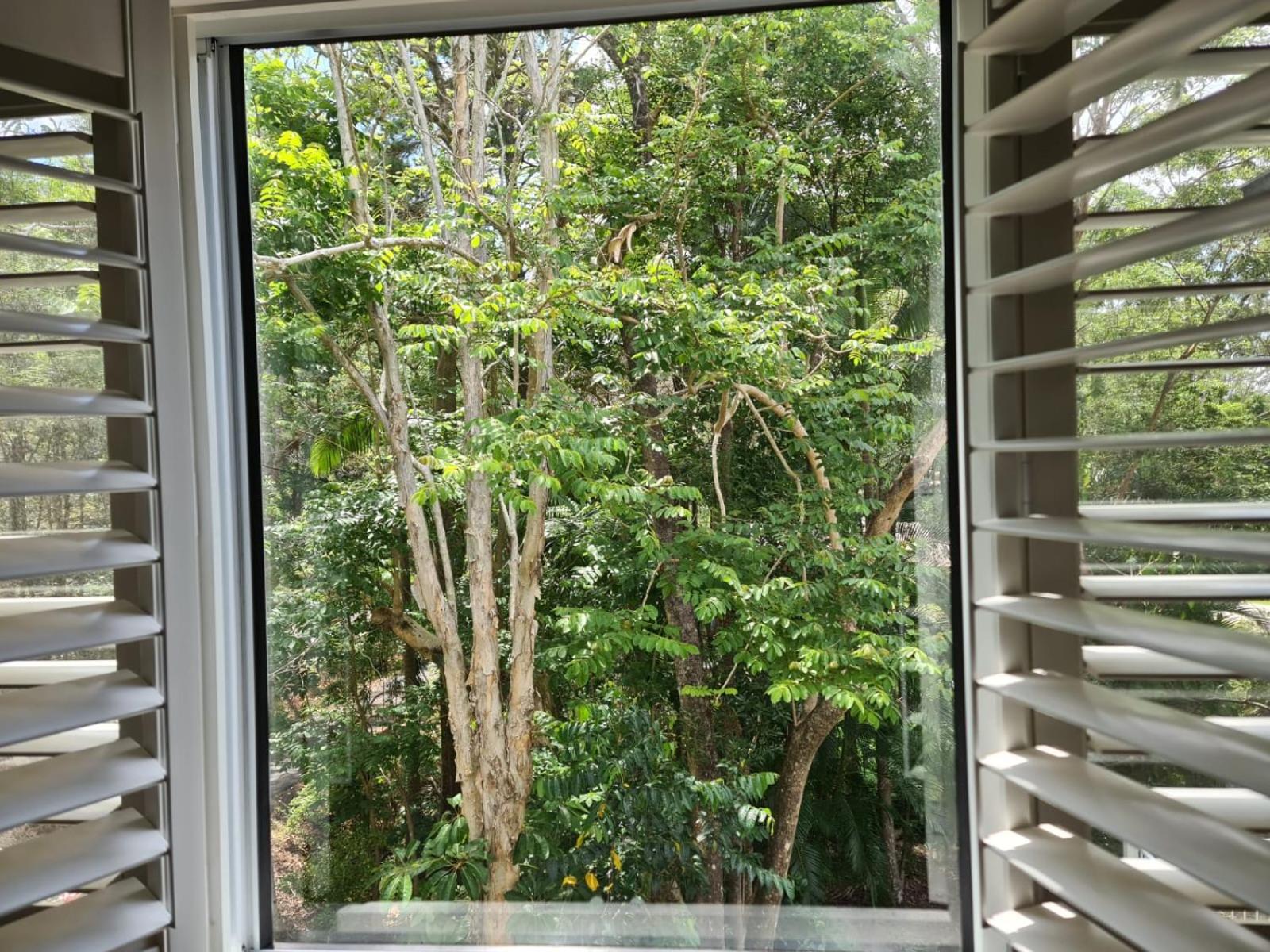 Buderim Treetops