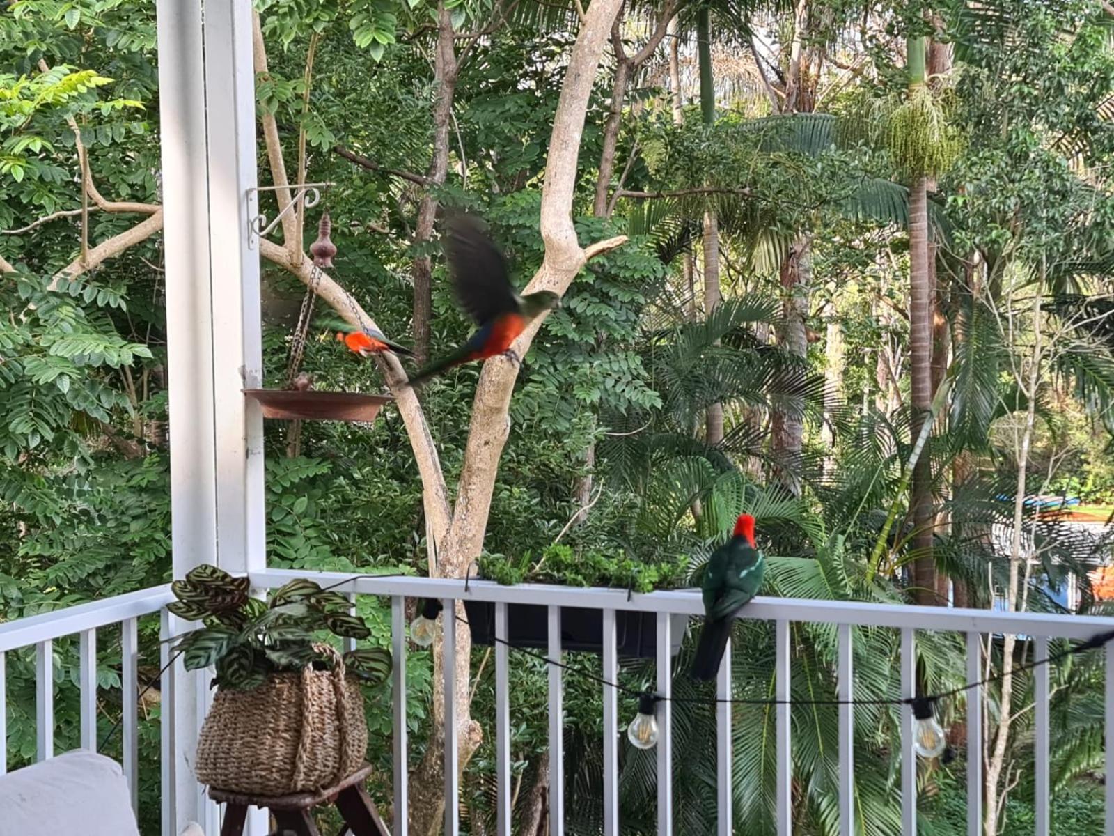 Buderim Treetops