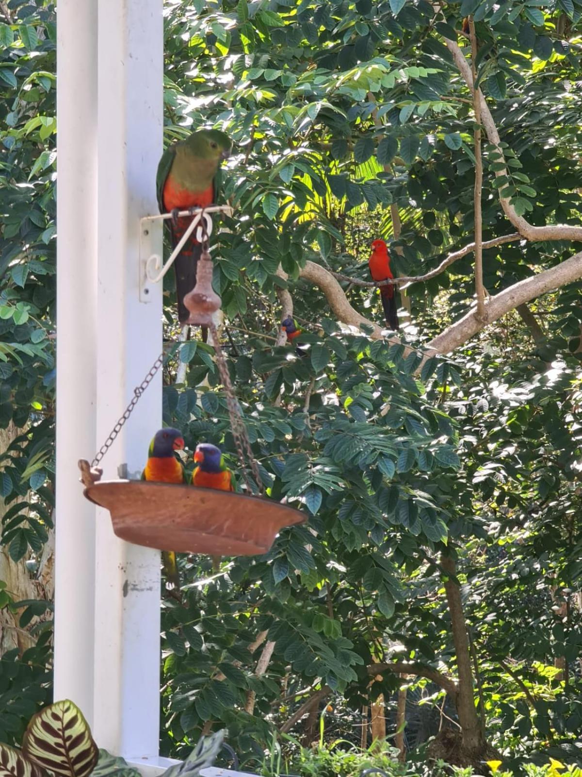 Buderim Treetops