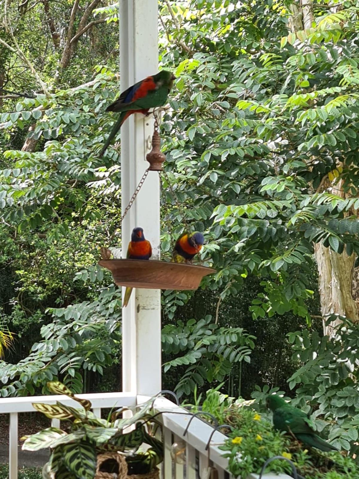 Buderim Treetops