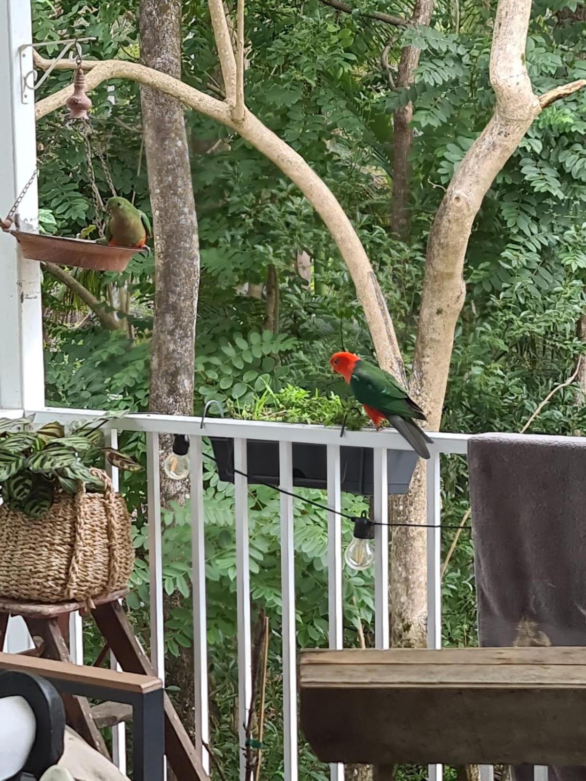 Buderim Treetops