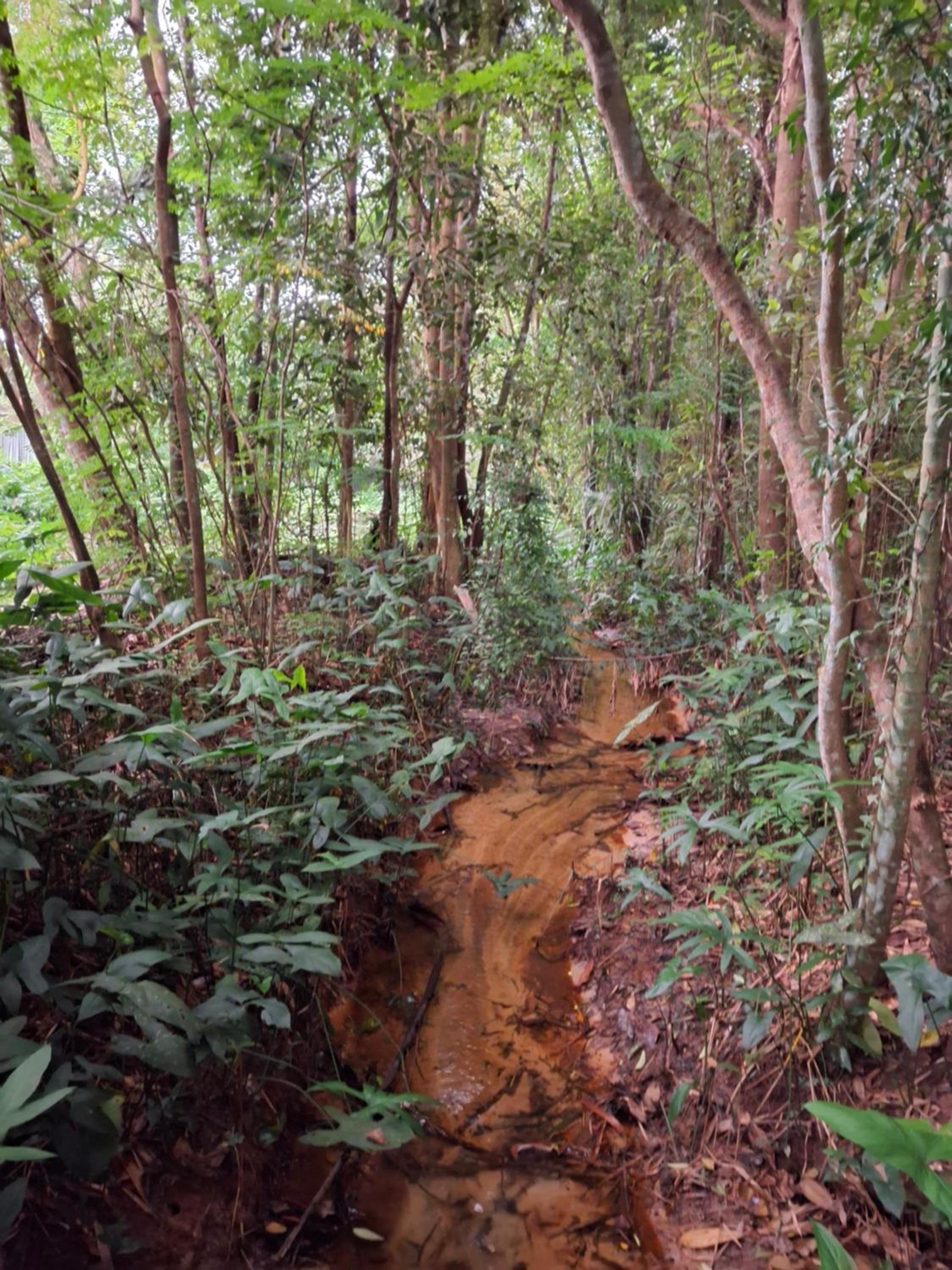 Debaraliyadda Estate