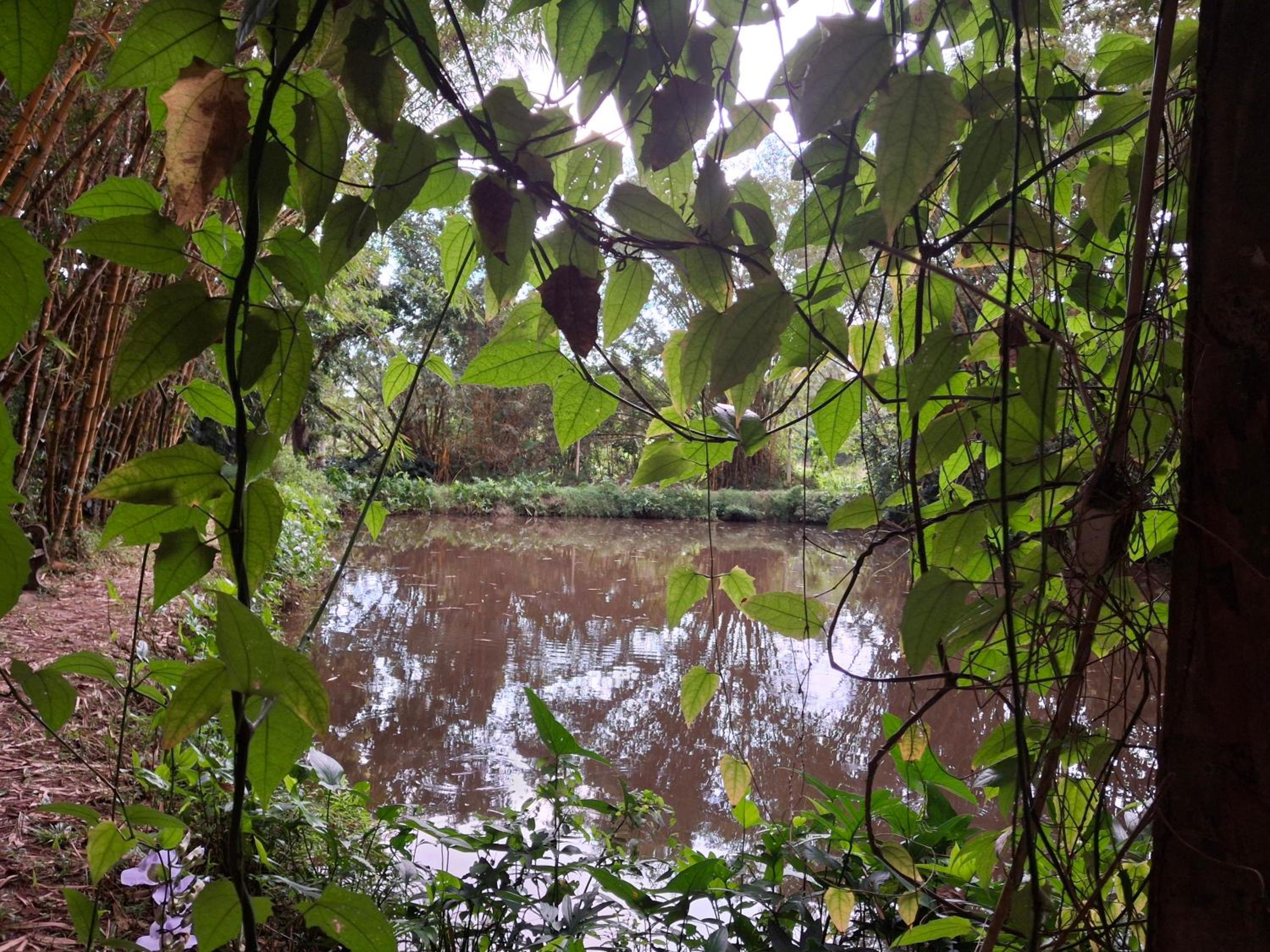 Debaraliyadda Estate