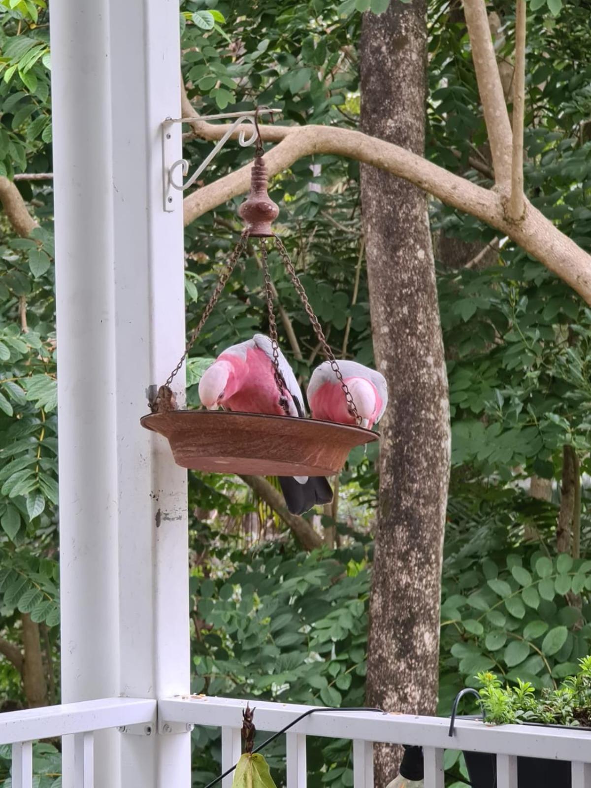 Buderim Treetops