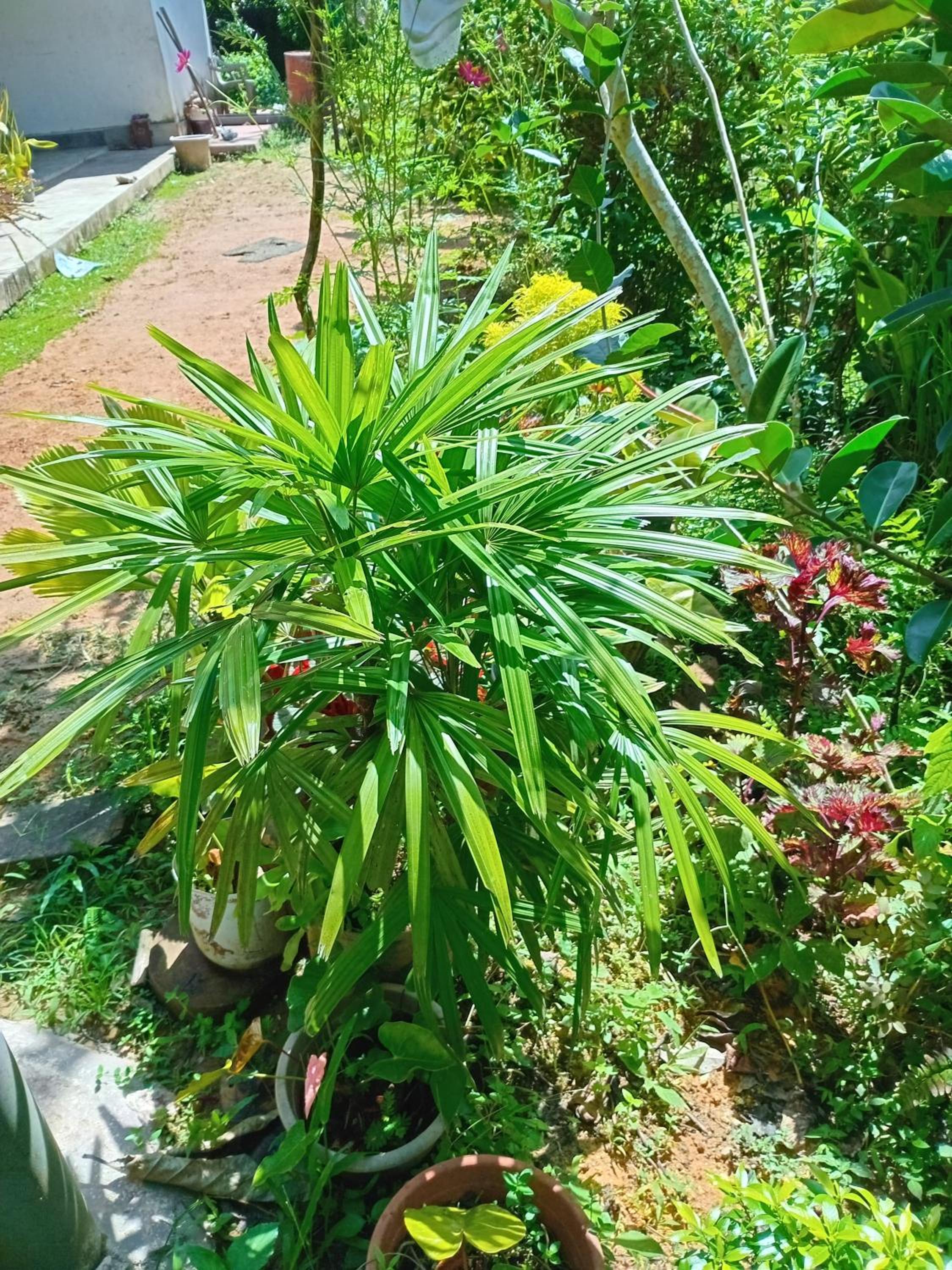 Green home
