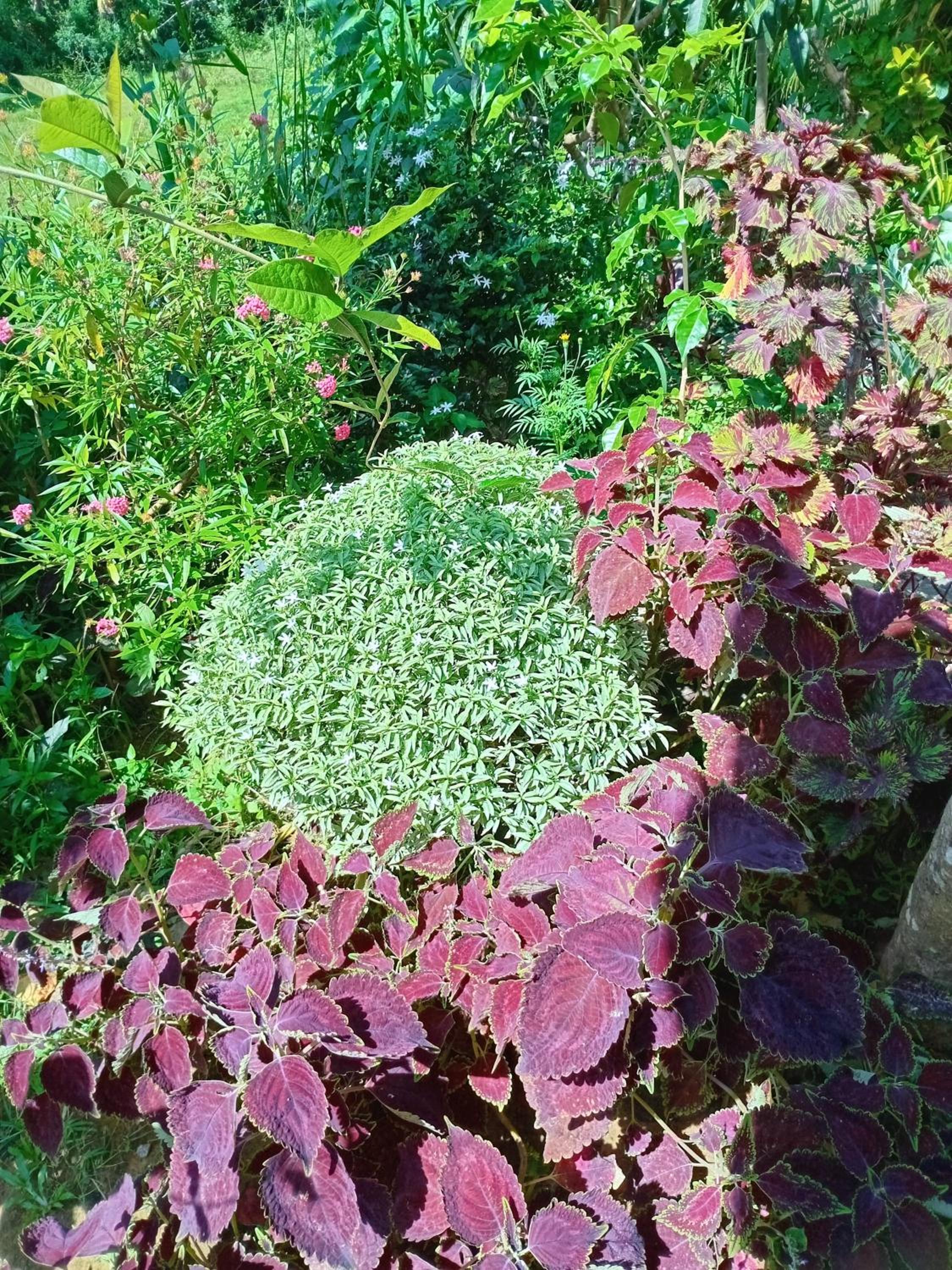 Green home