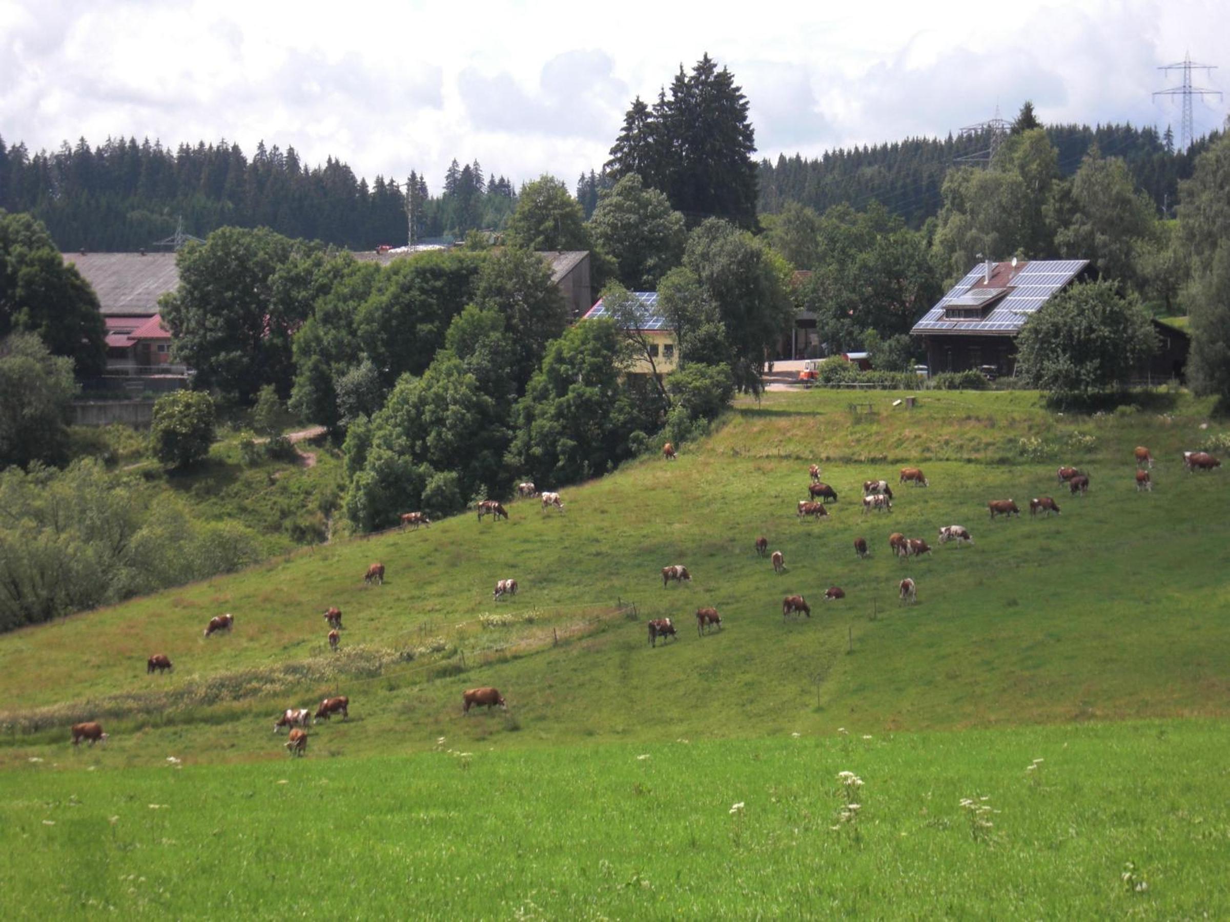 Hofgut Dürrenbühl