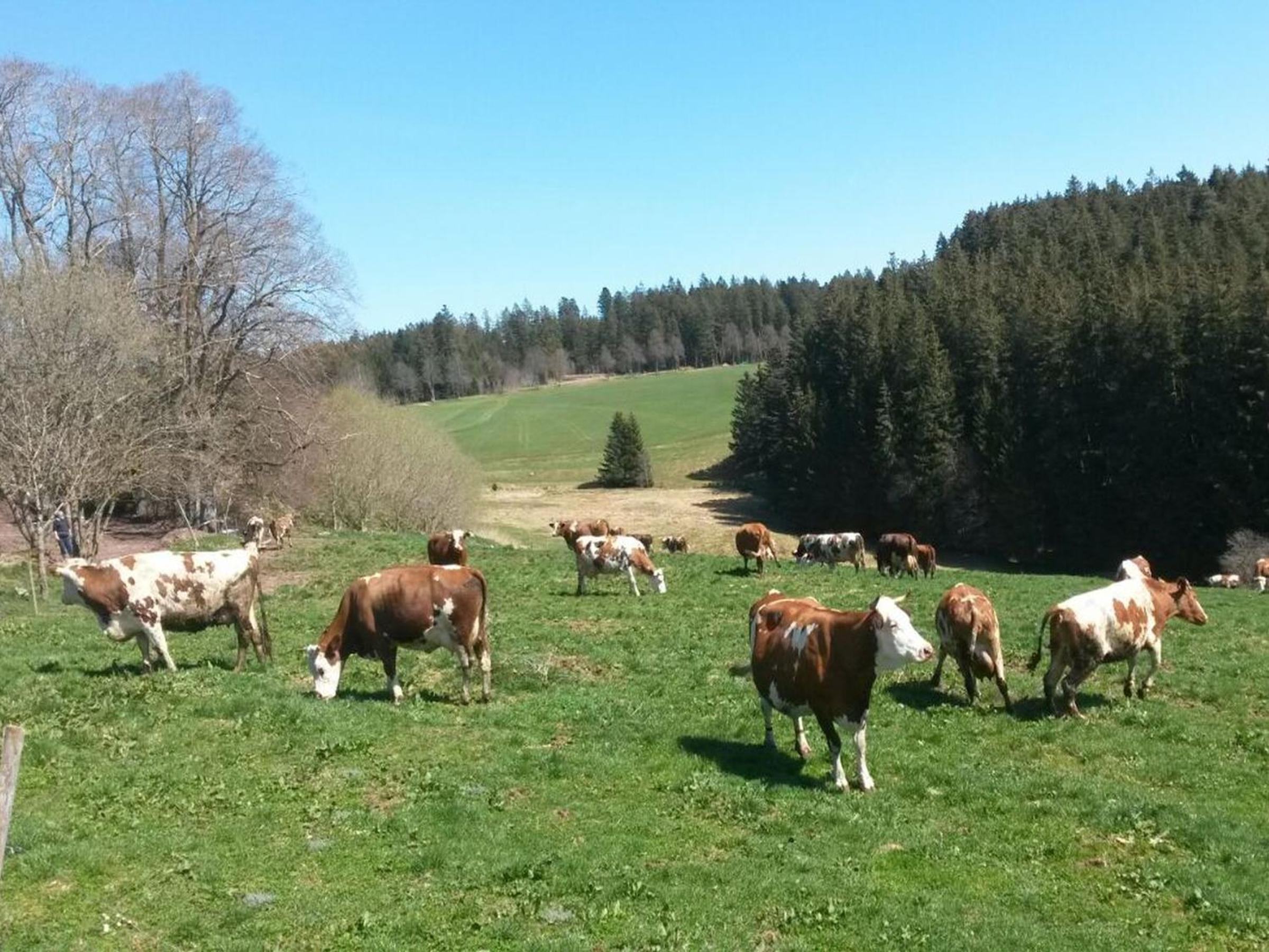 Hofgut Dürrenbühl