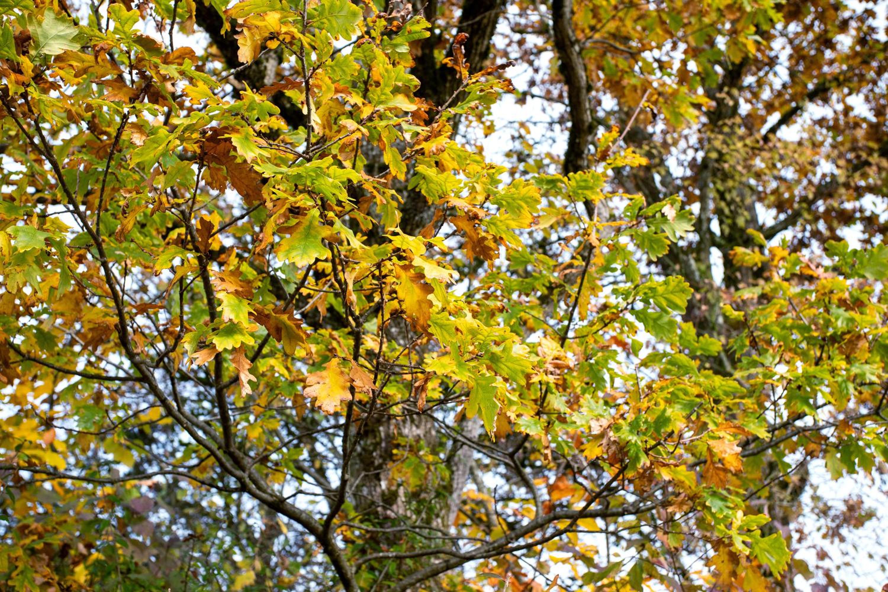 Ferienhaus Amrhein