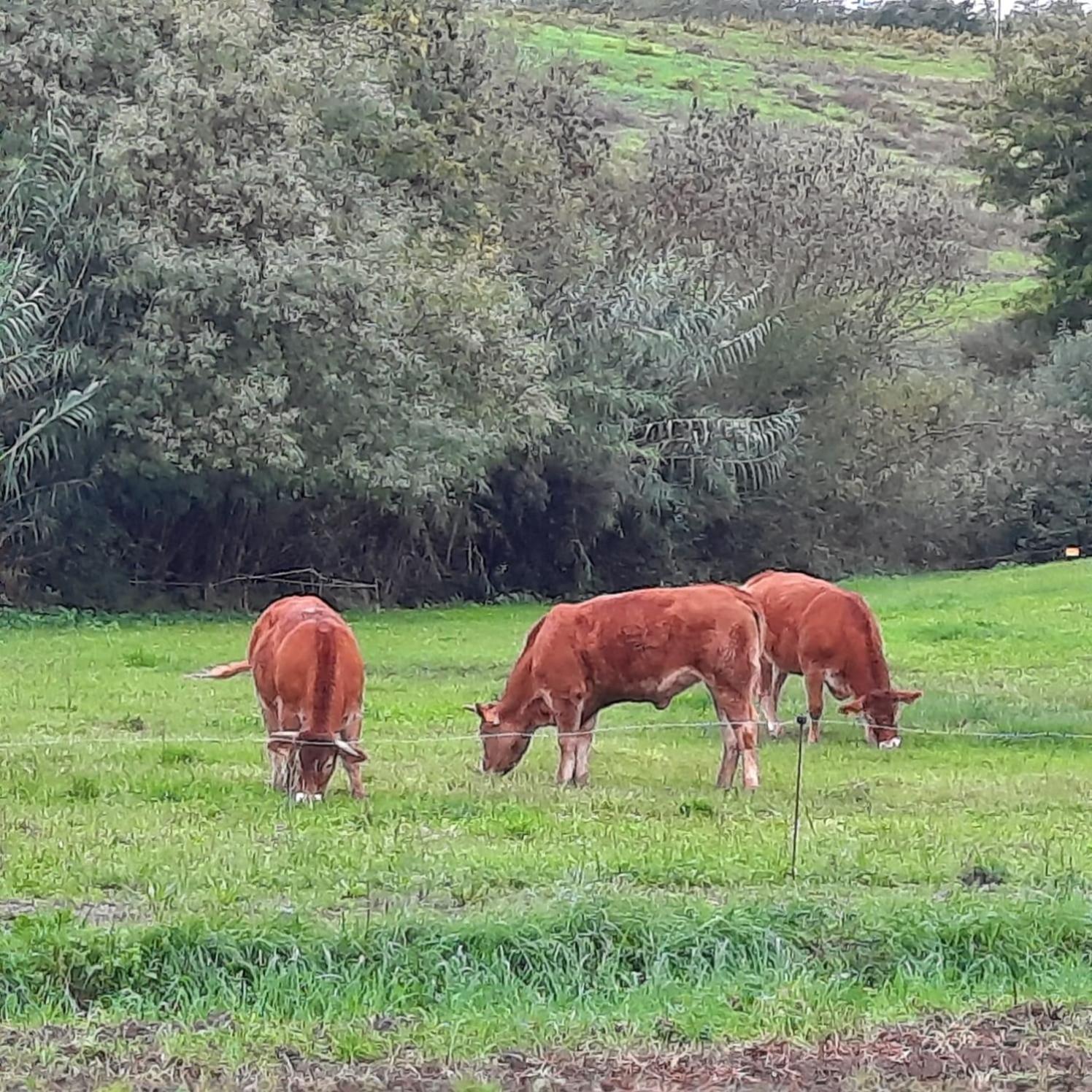 Agriturismo Campo alla Cantina appartamento Sulla