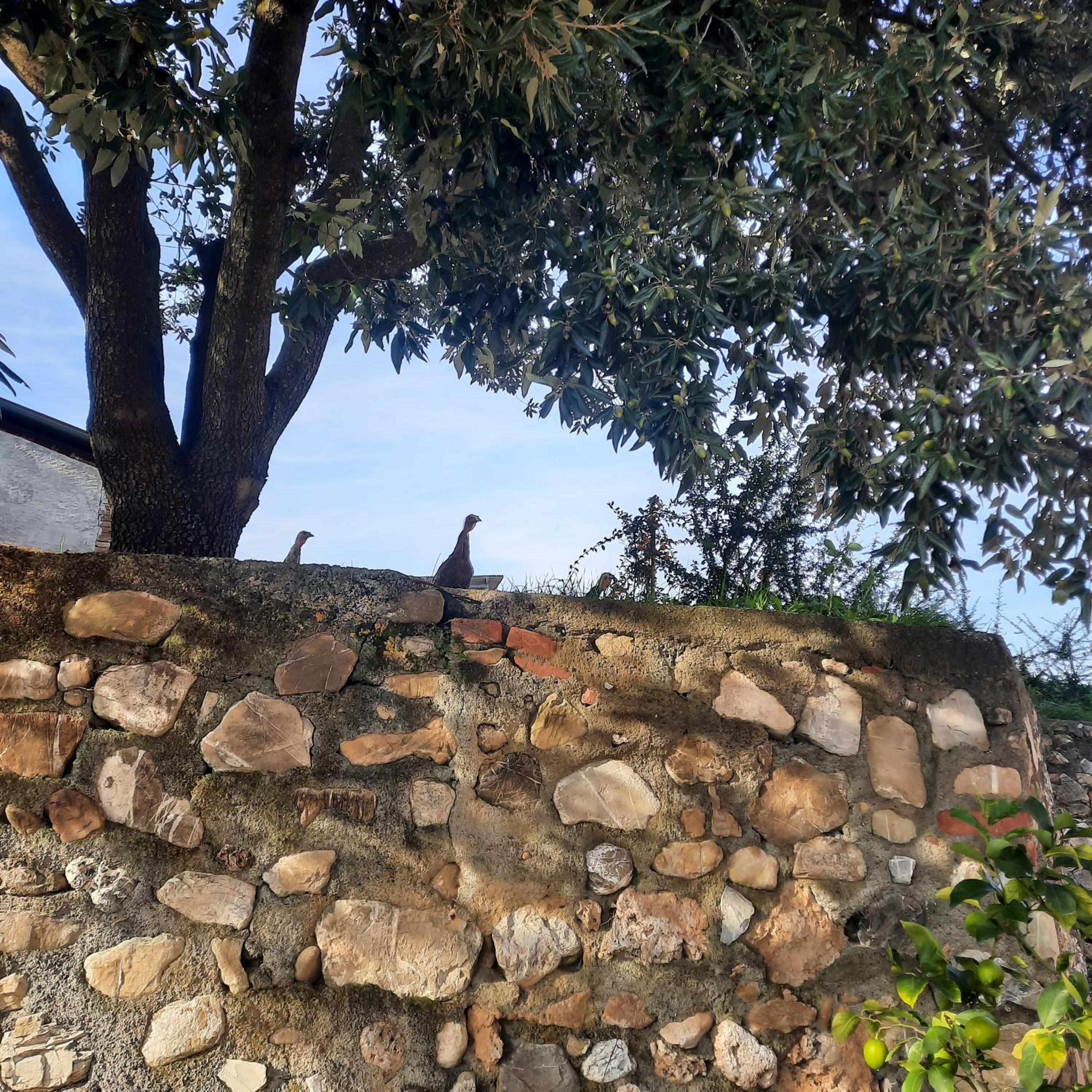 Agriturismo Campo alla Cantina appartamento Sulla
