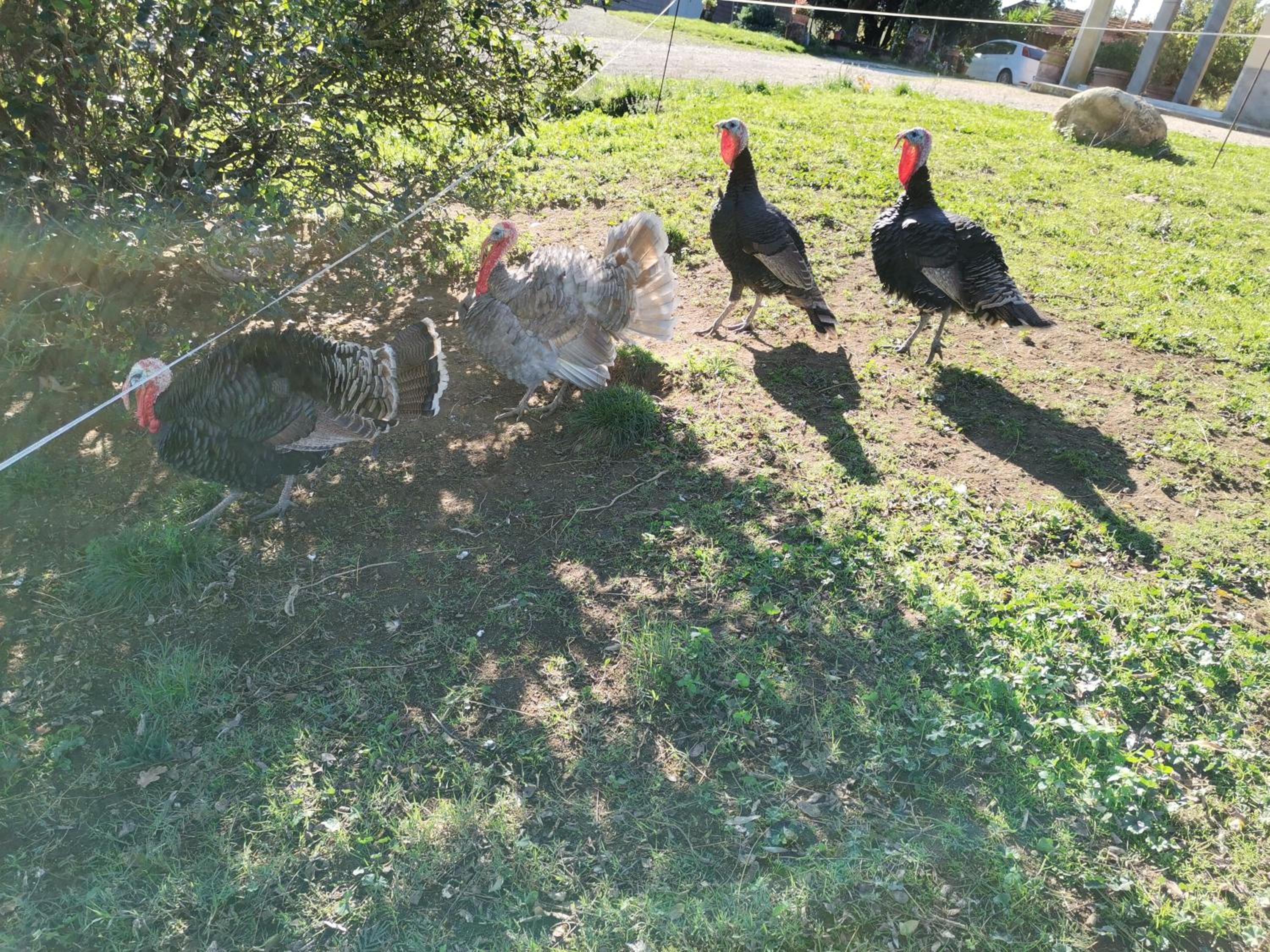 Agriturismo Campo alla Cantina appartamento Sulla