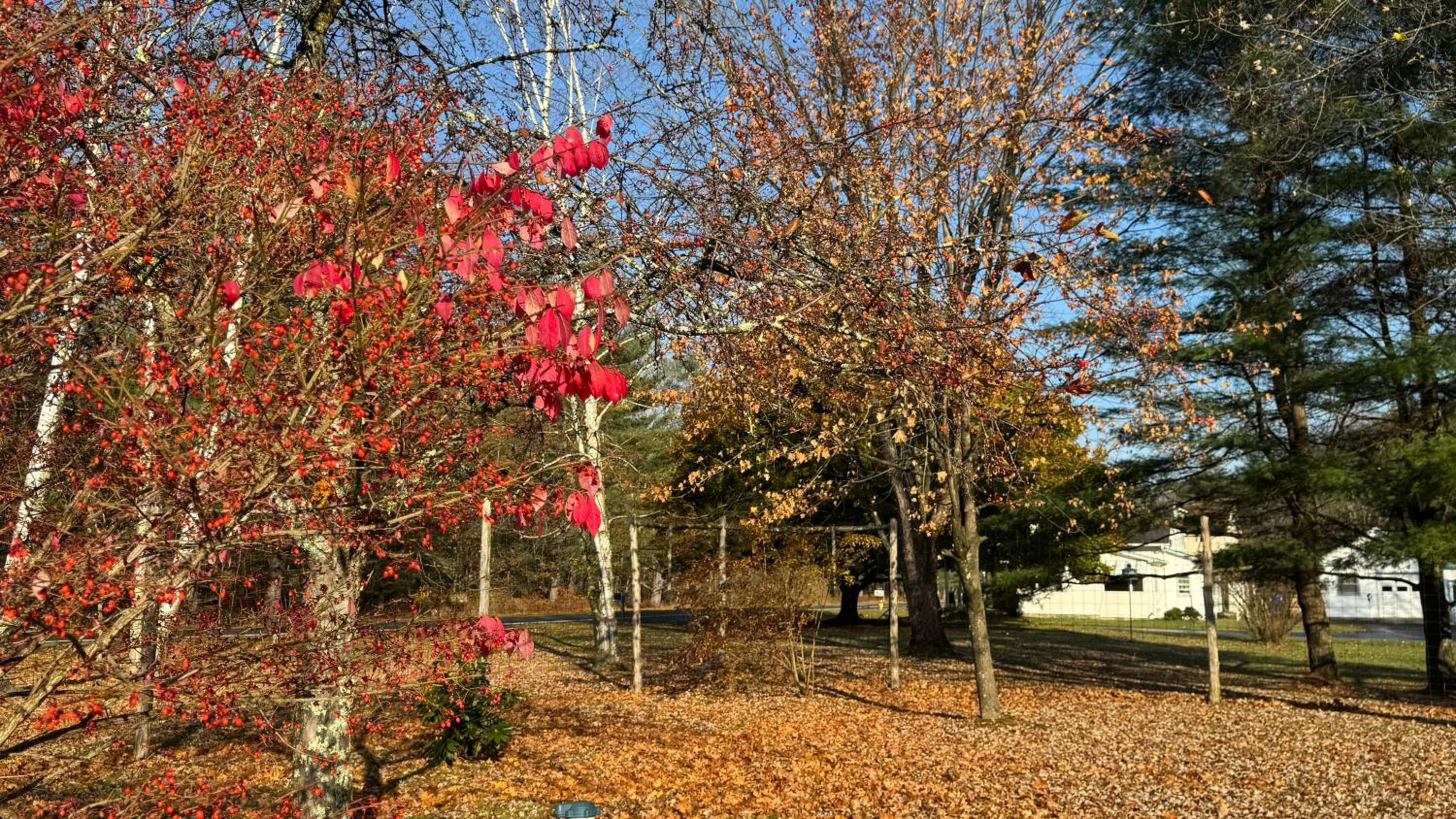 Photo 45