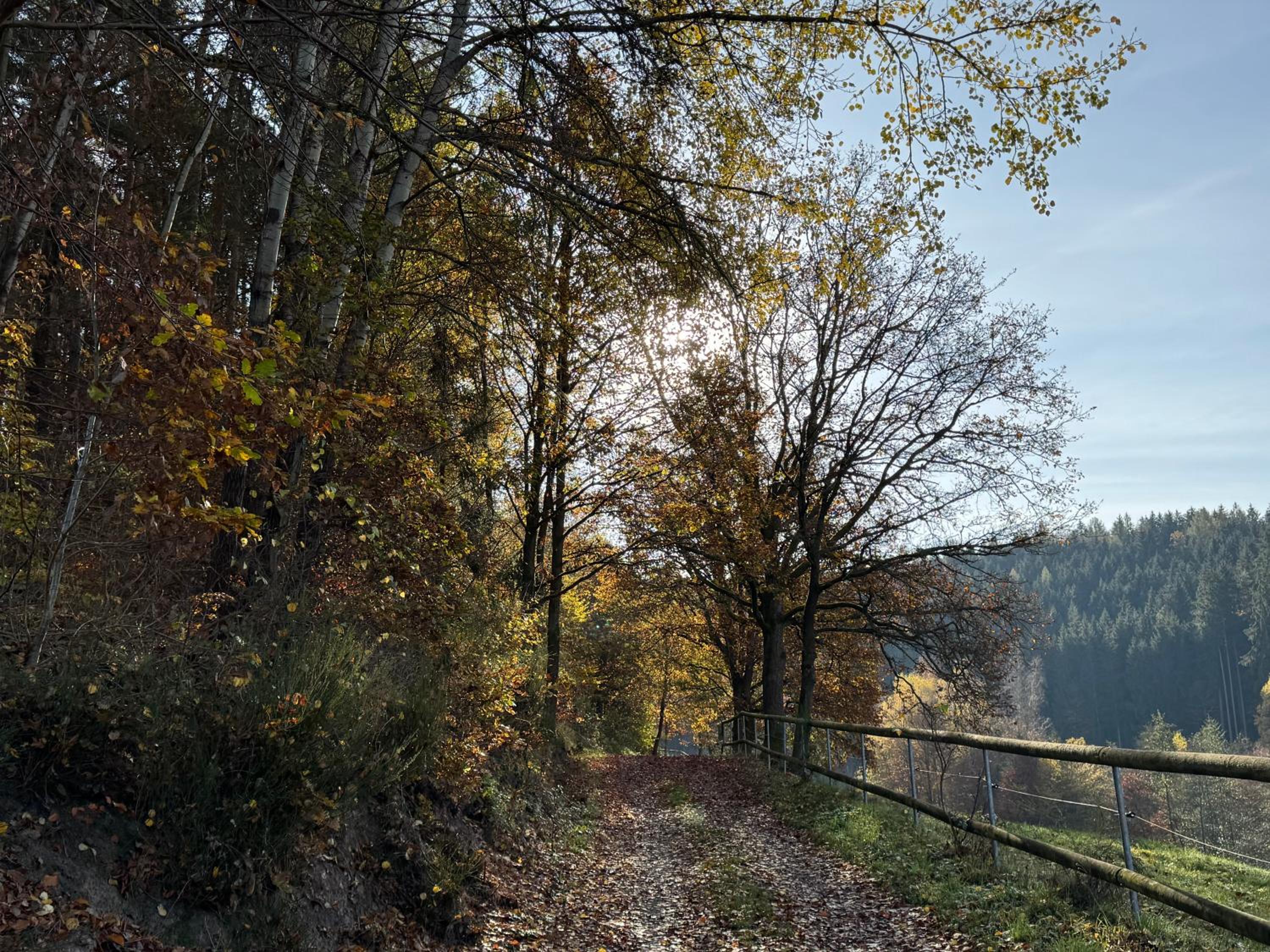 Erholung im Wald - mit Schwimmbad