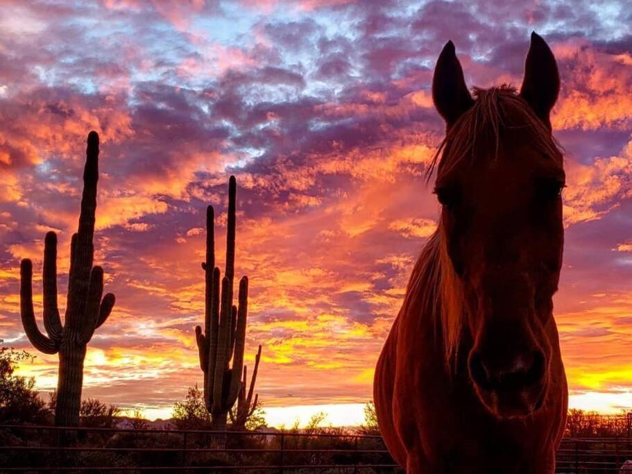 Serene & Secluded - Heart of the Sonoran Desert Bunkhouse Casita
