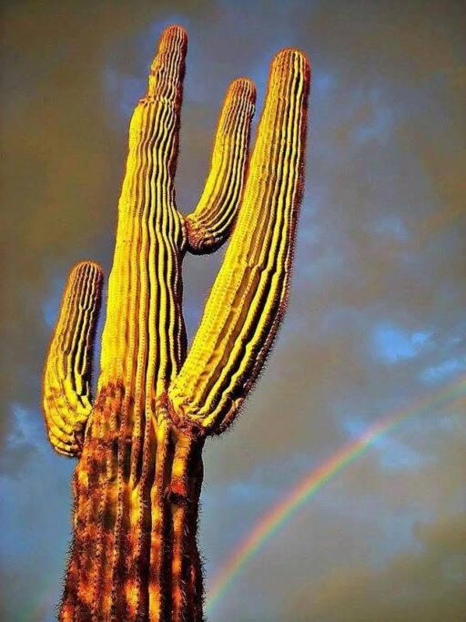 Serene & Secluded - Heart of the Sonoran Desert Bunkhouse Casita