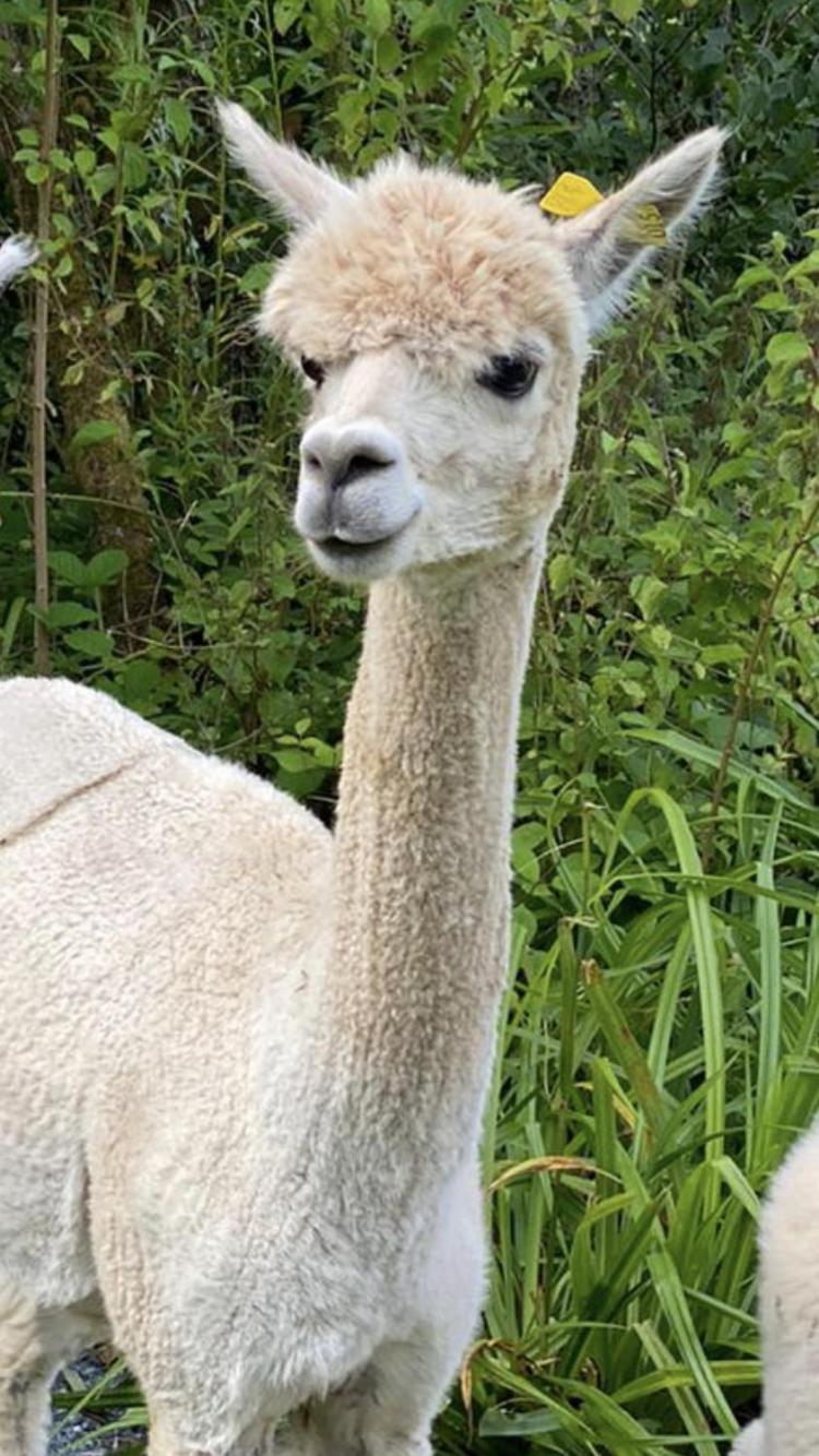 other
