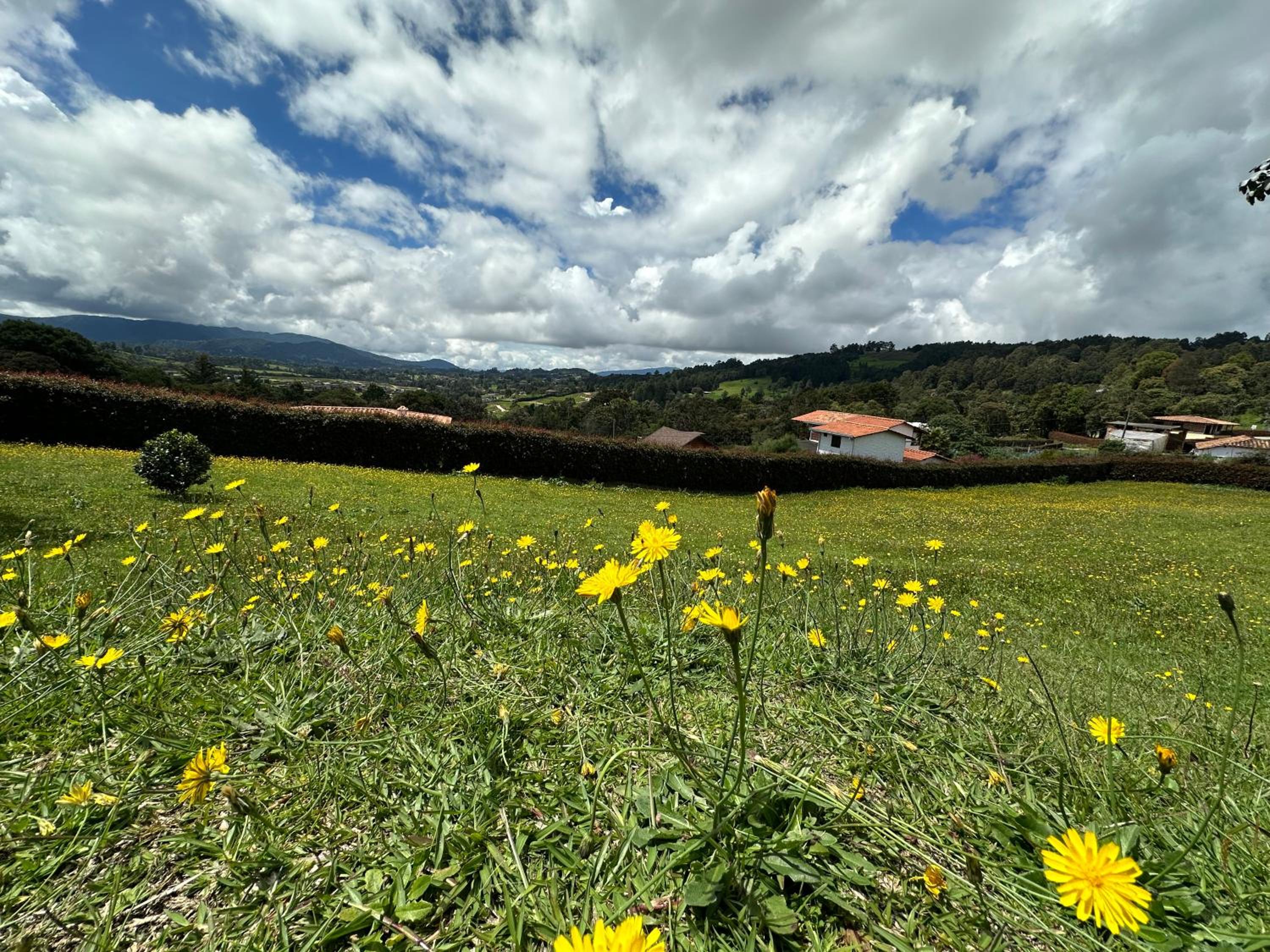 Finca Buena Vista