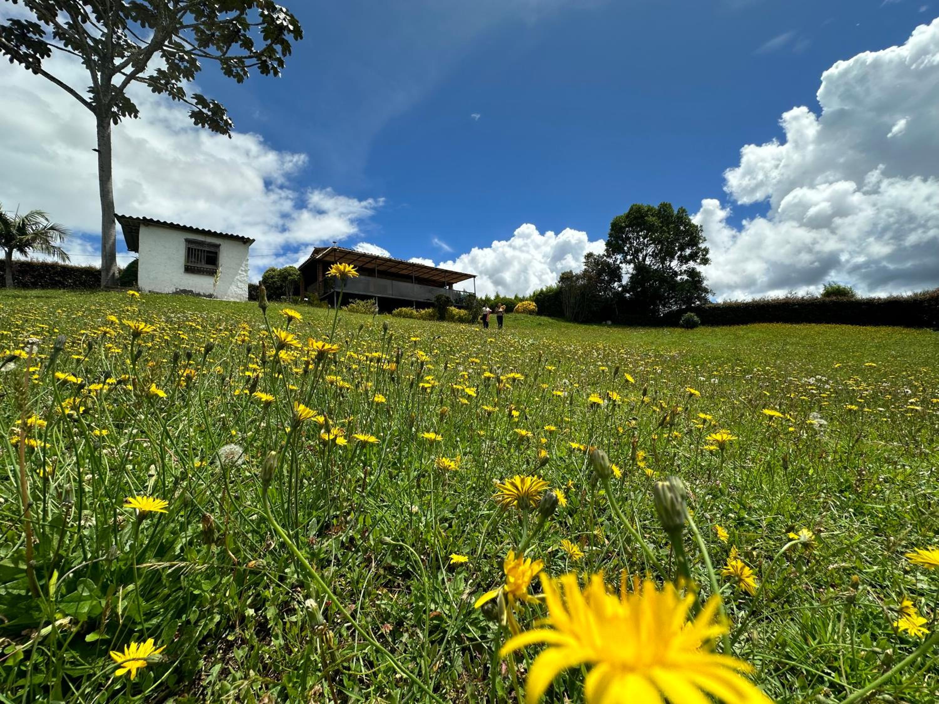 Finca Buena Vista