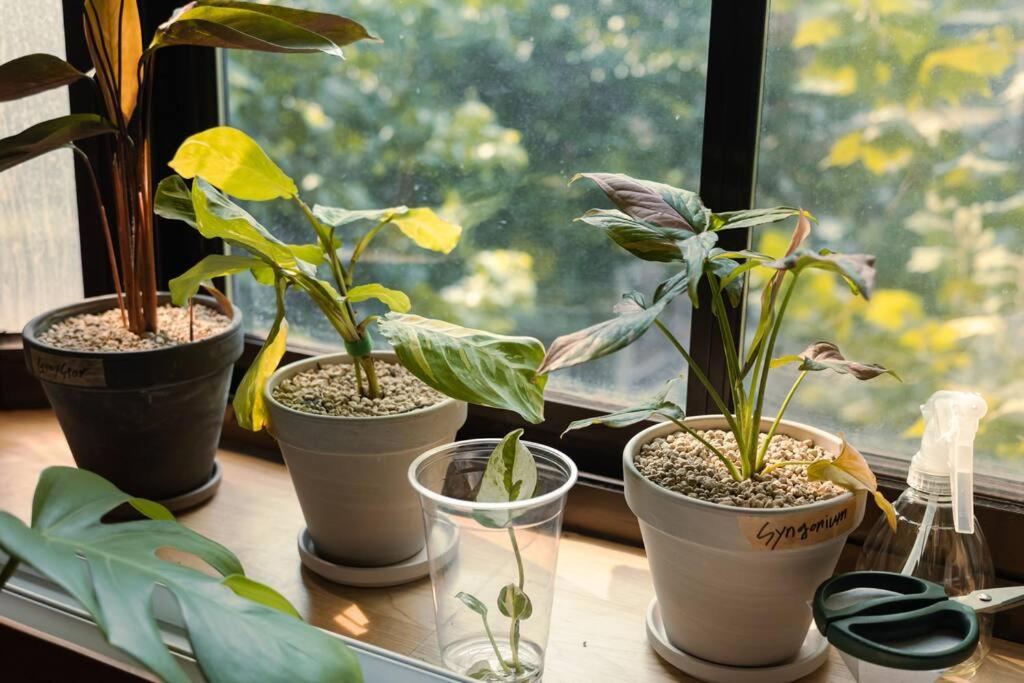 Comfy Leafy in Yeonnam view 3