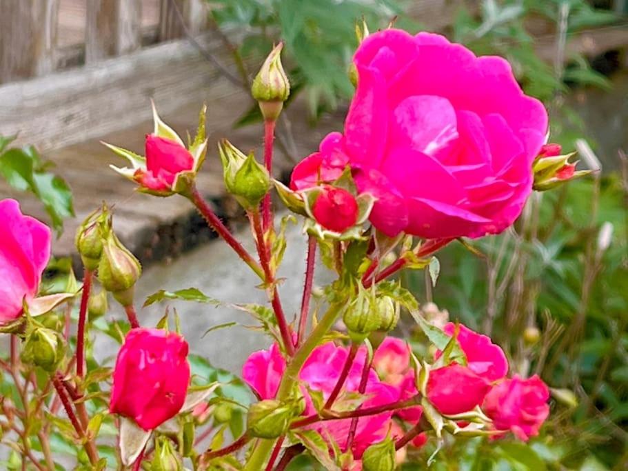 Chalet Attersee - ganzes Ferienhaus, Seeblick, Kamin, Sauna