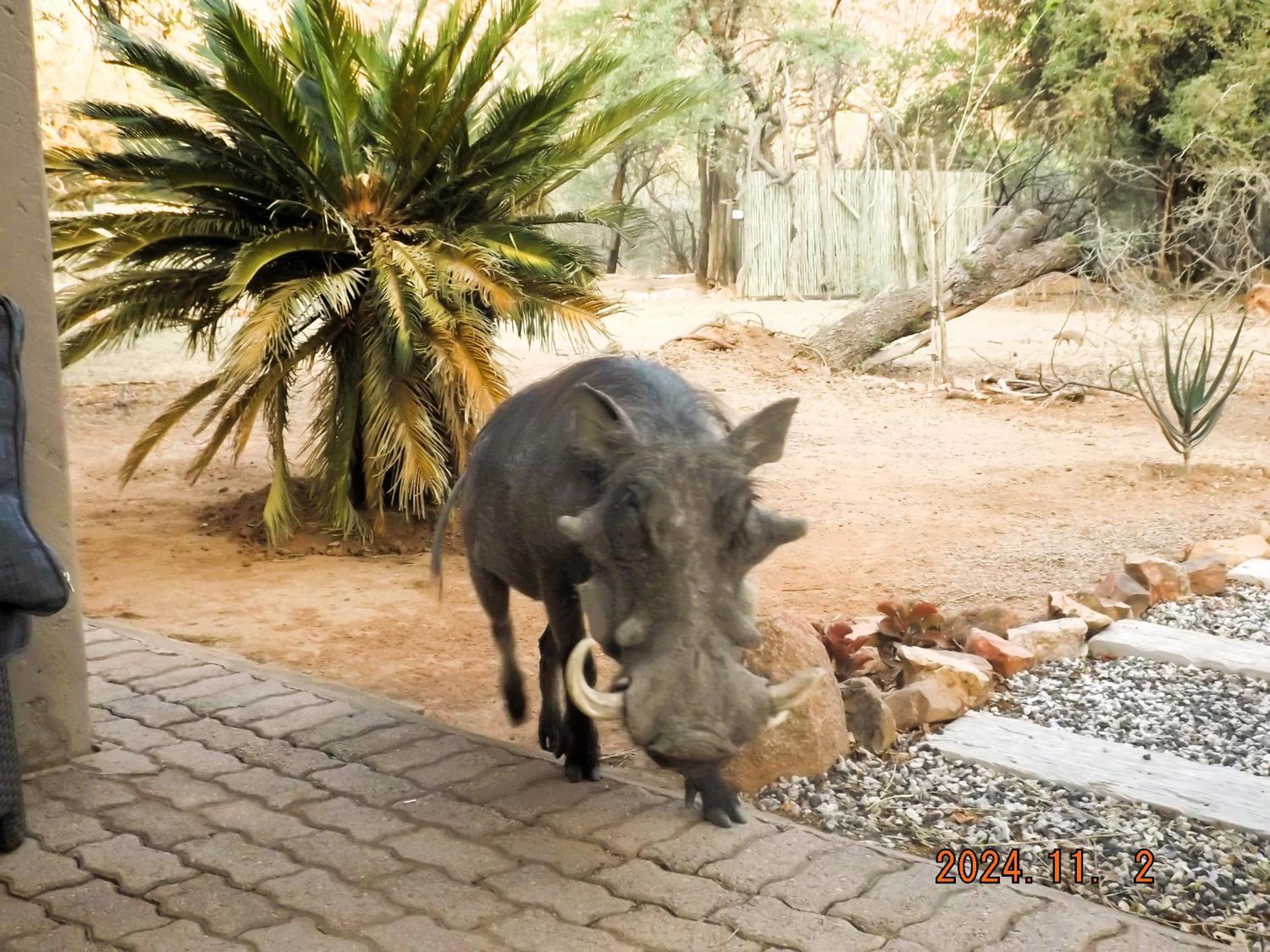 Mabalingwe Nature Reserve - Elephant Lodge - Tjaila