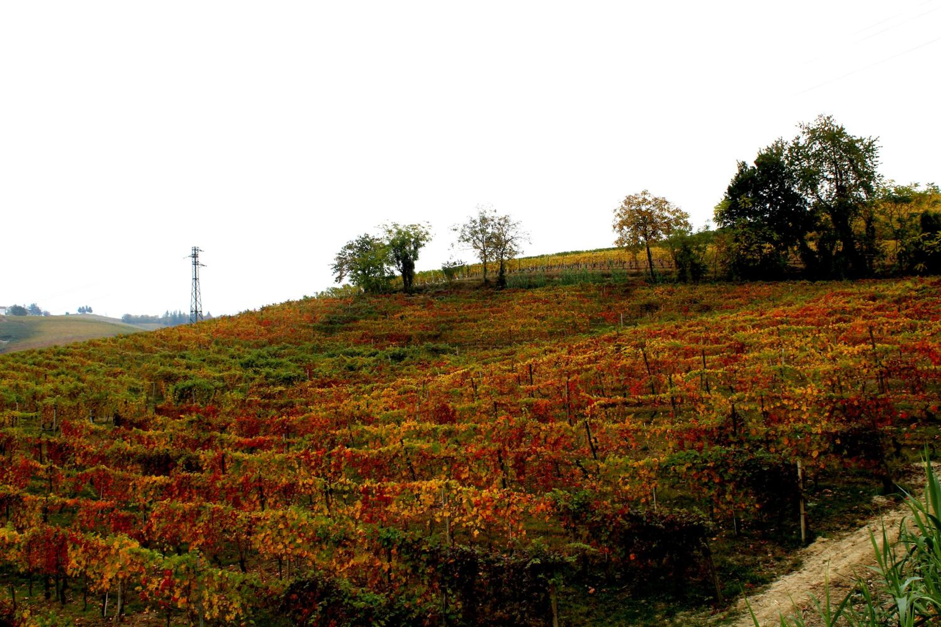 Vin dell'Olmo