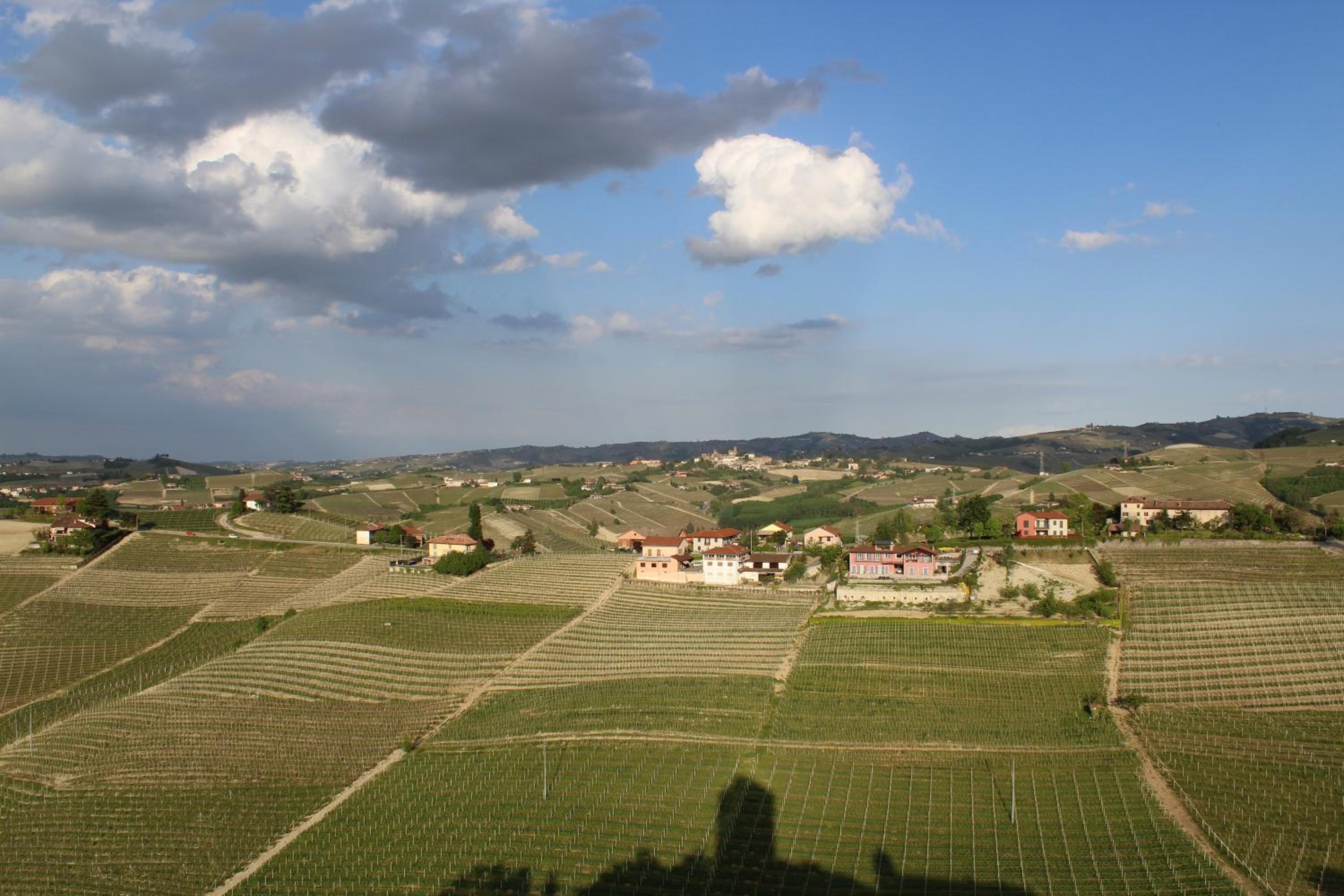 Vin dell'Olmo