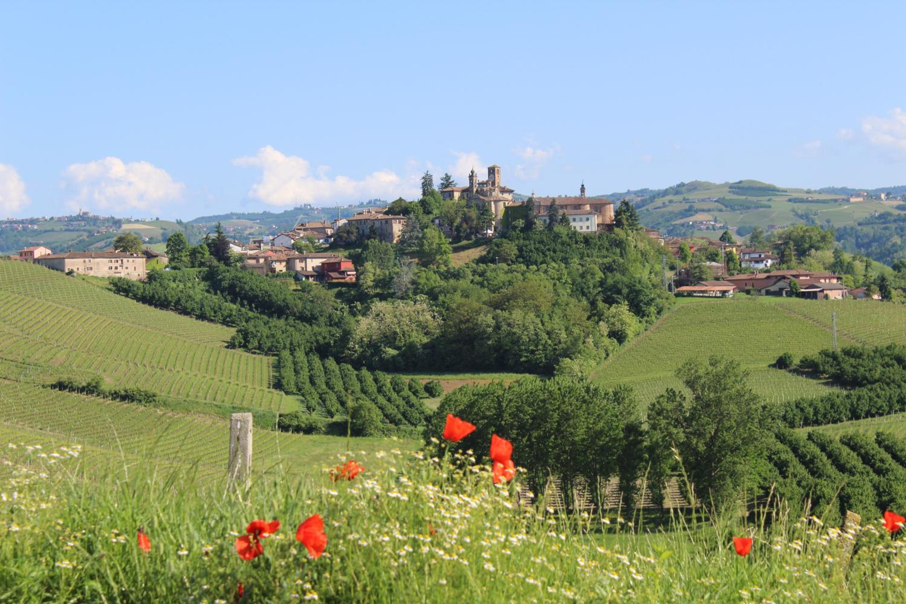 Vin dell'Olmo
