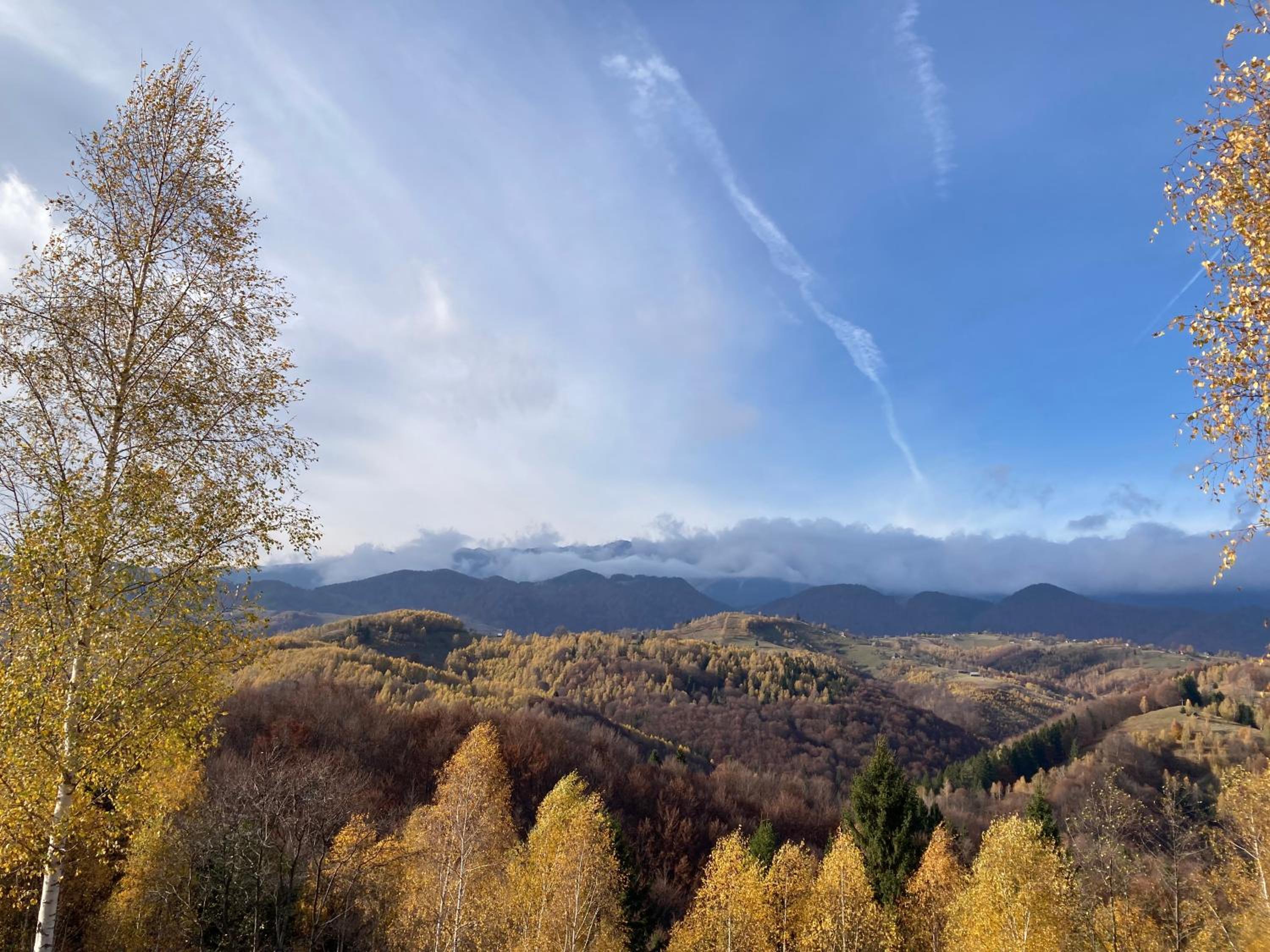 Cabana doi mesteceni