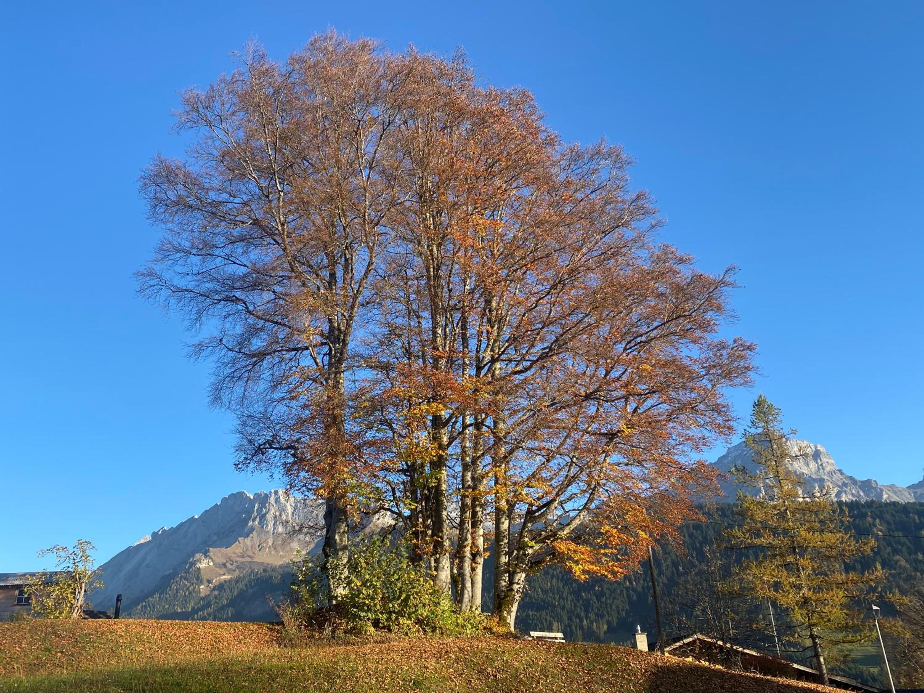 Chalet Villars-Gryon 8pax Cosy