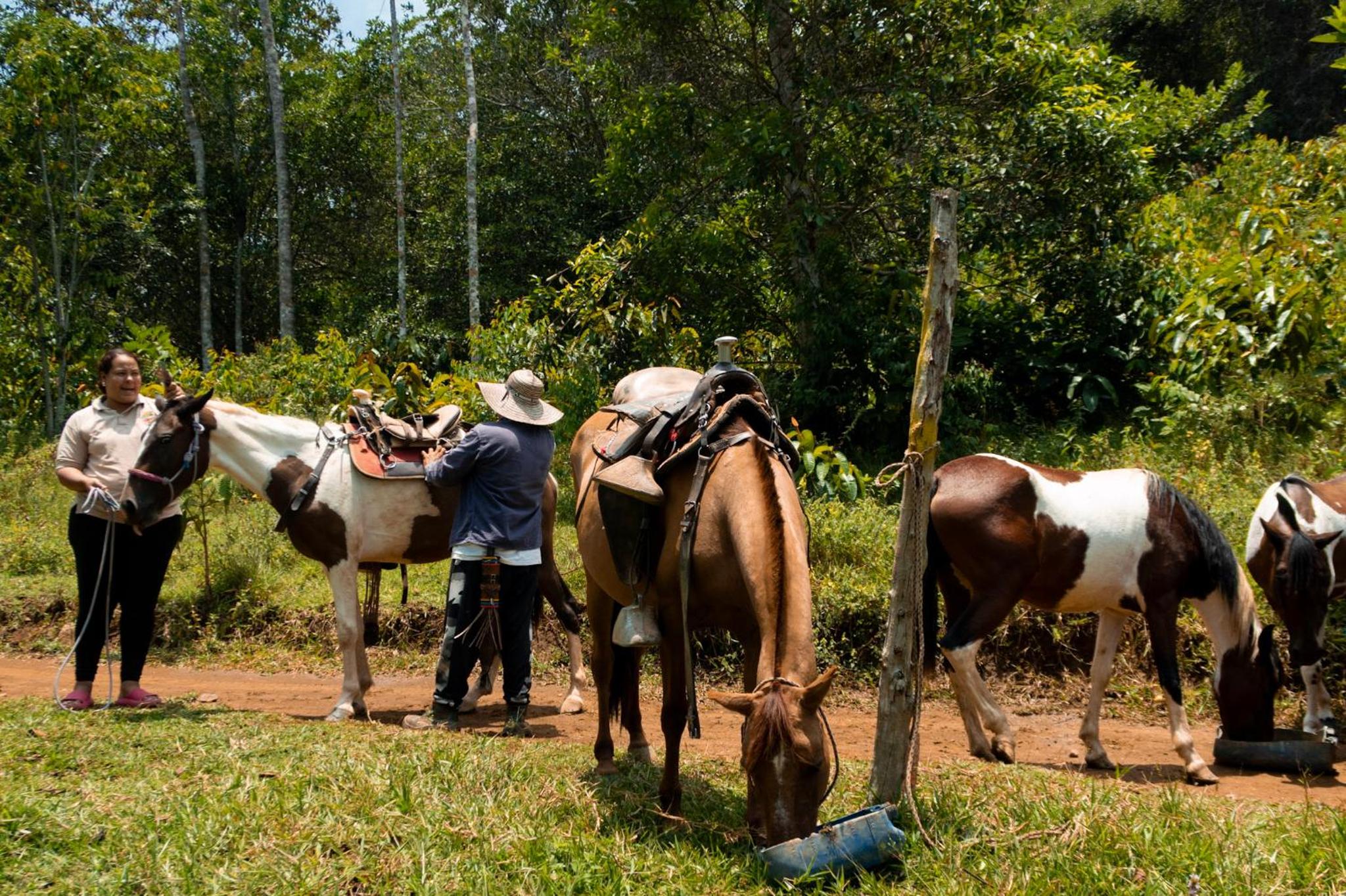 RíoBosque Cabañas de lujo frente al rio desayuno incluido san carlos antioquia