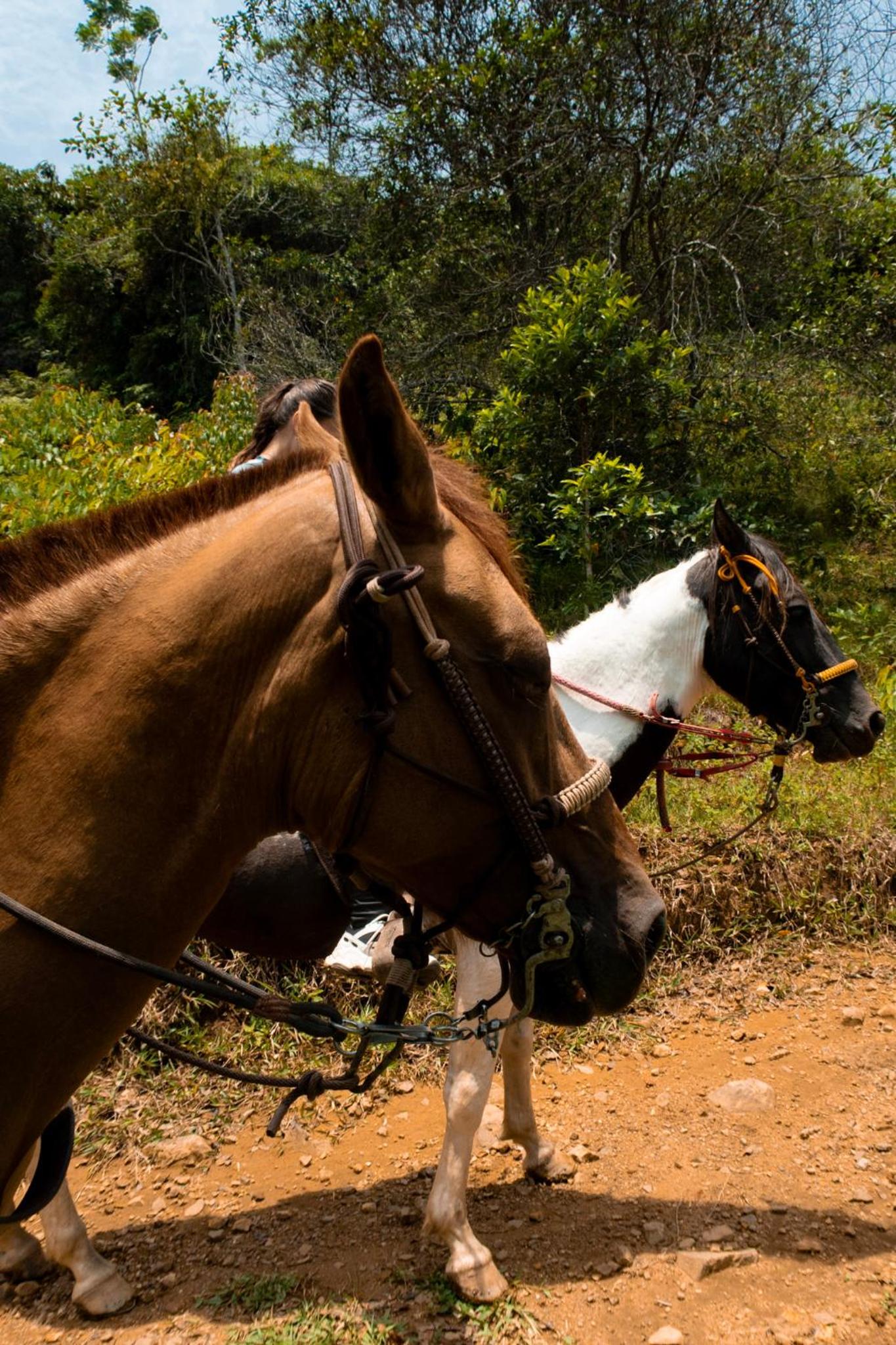 RíoBosque Cabañas de lujo frente al rio desayuno incluido san carlos antioquia