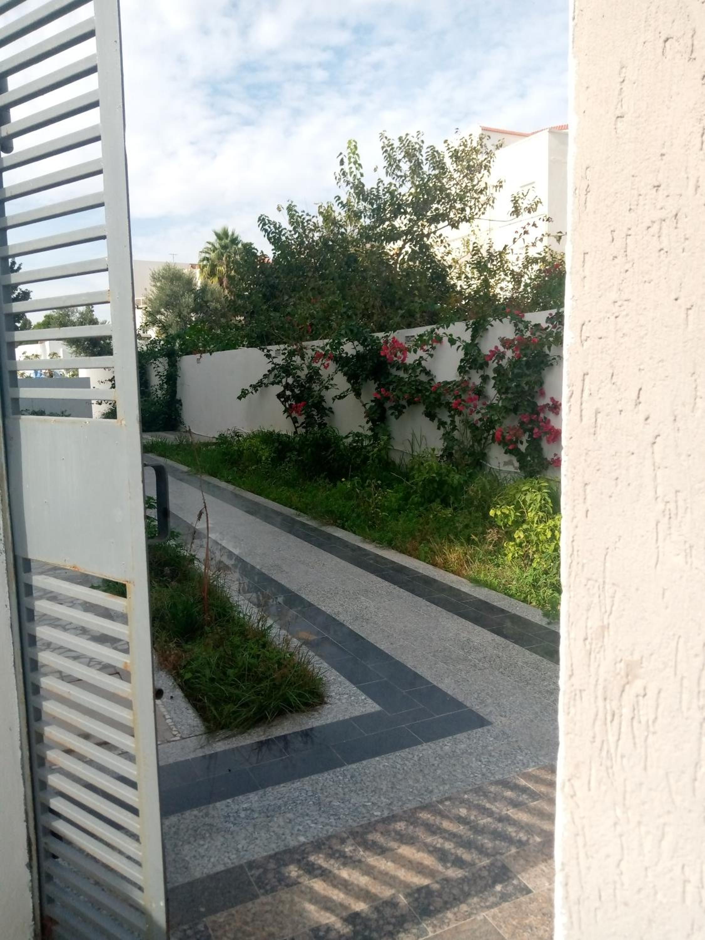 palmier monastir