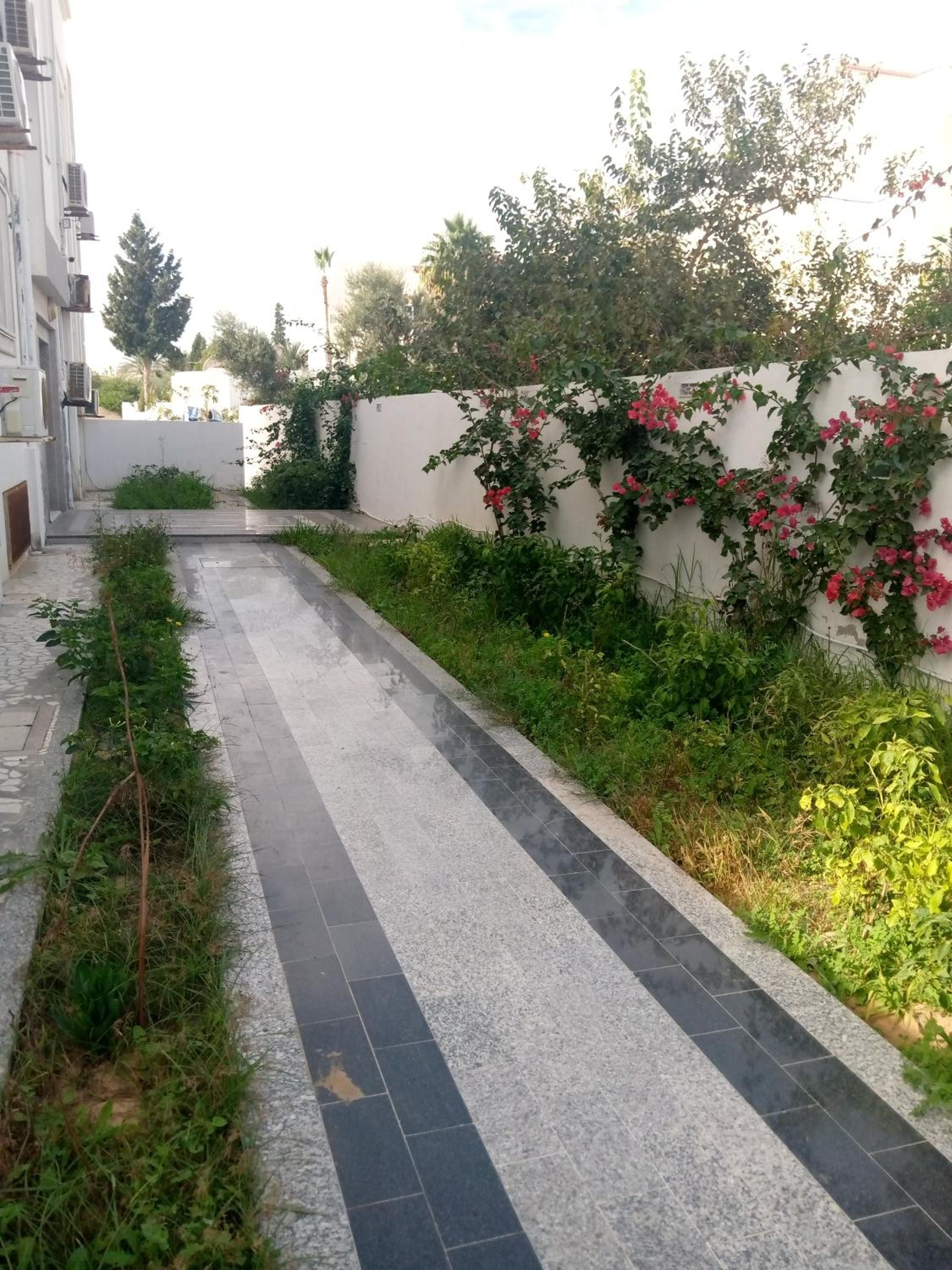 palmier monastir