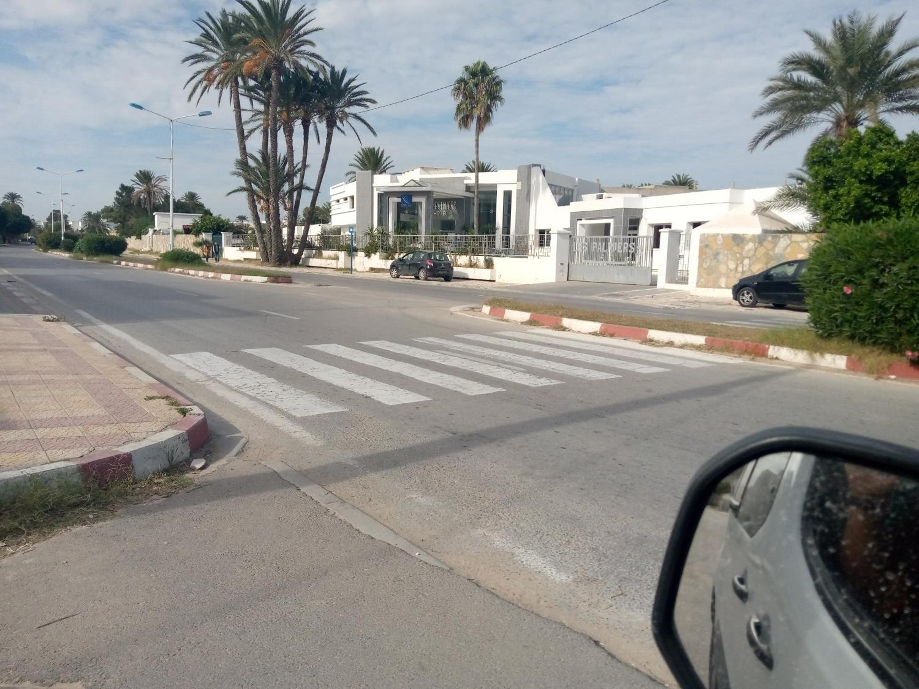palmier monastir