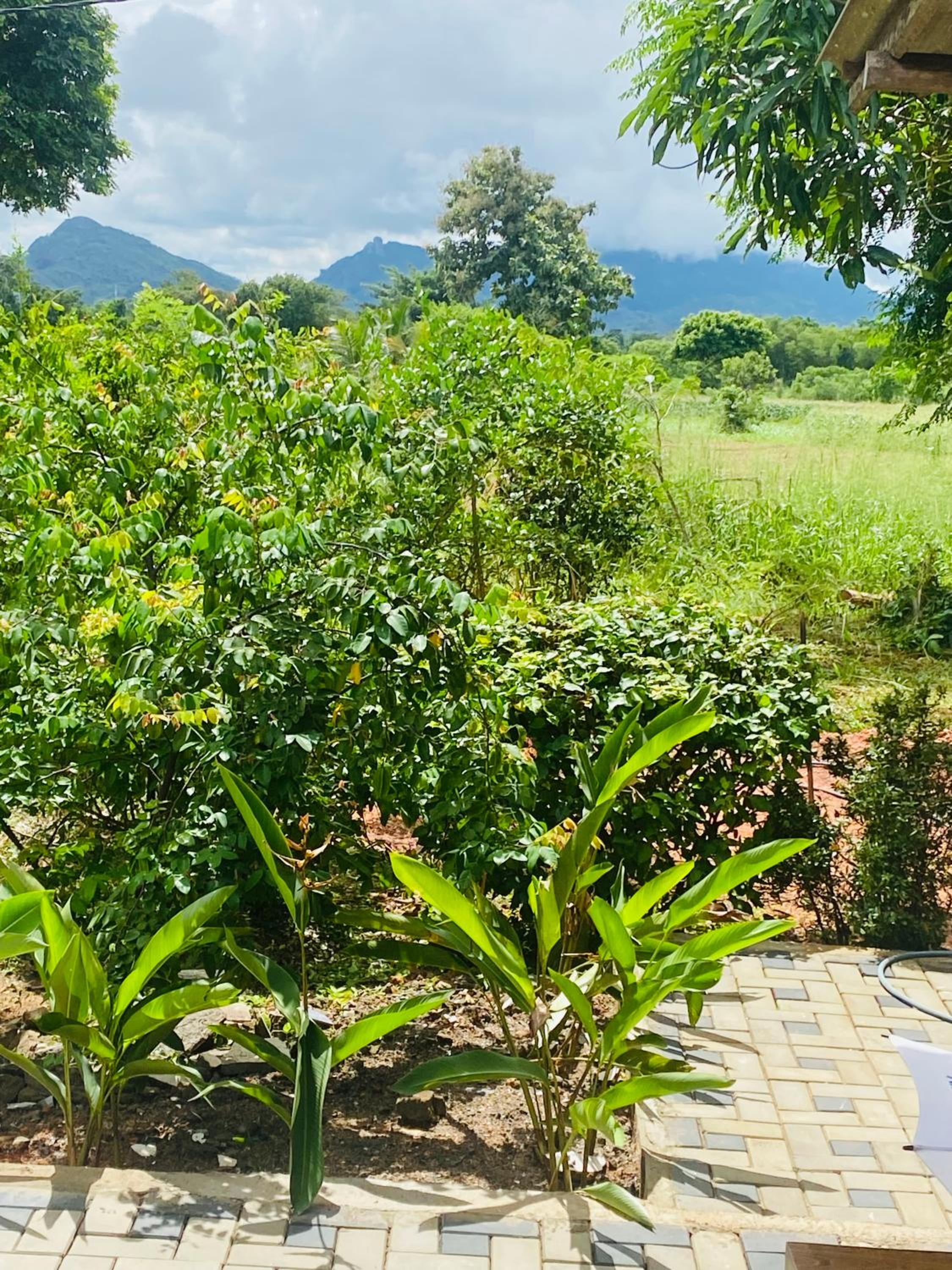 Fairview Dill homestay